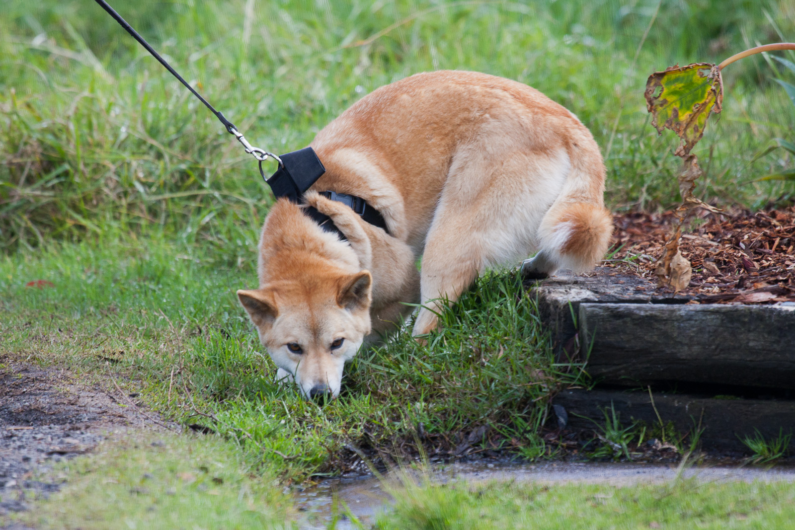 Dingo doesn't want to go for a walk