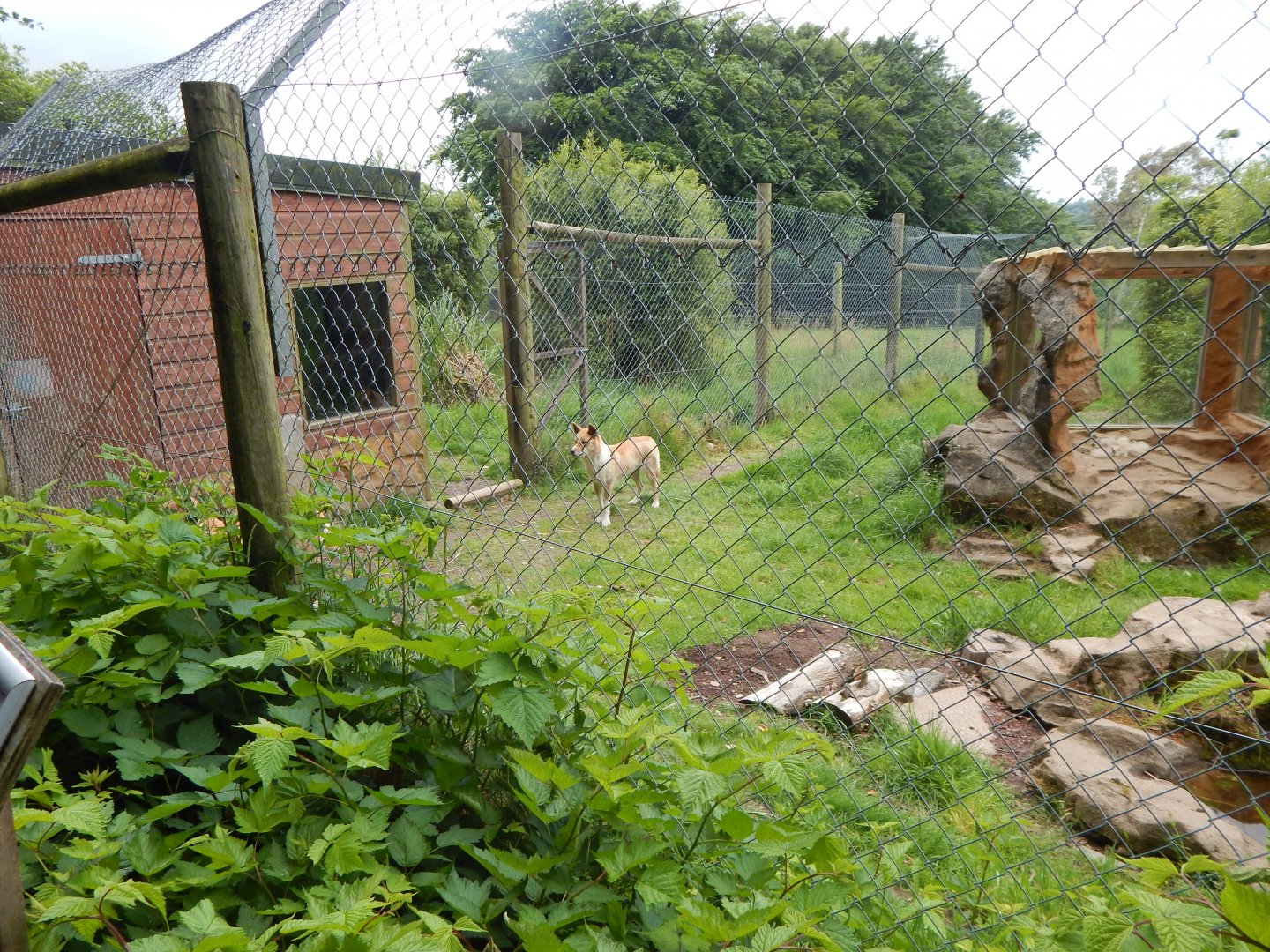 Dingo enclosure 050625