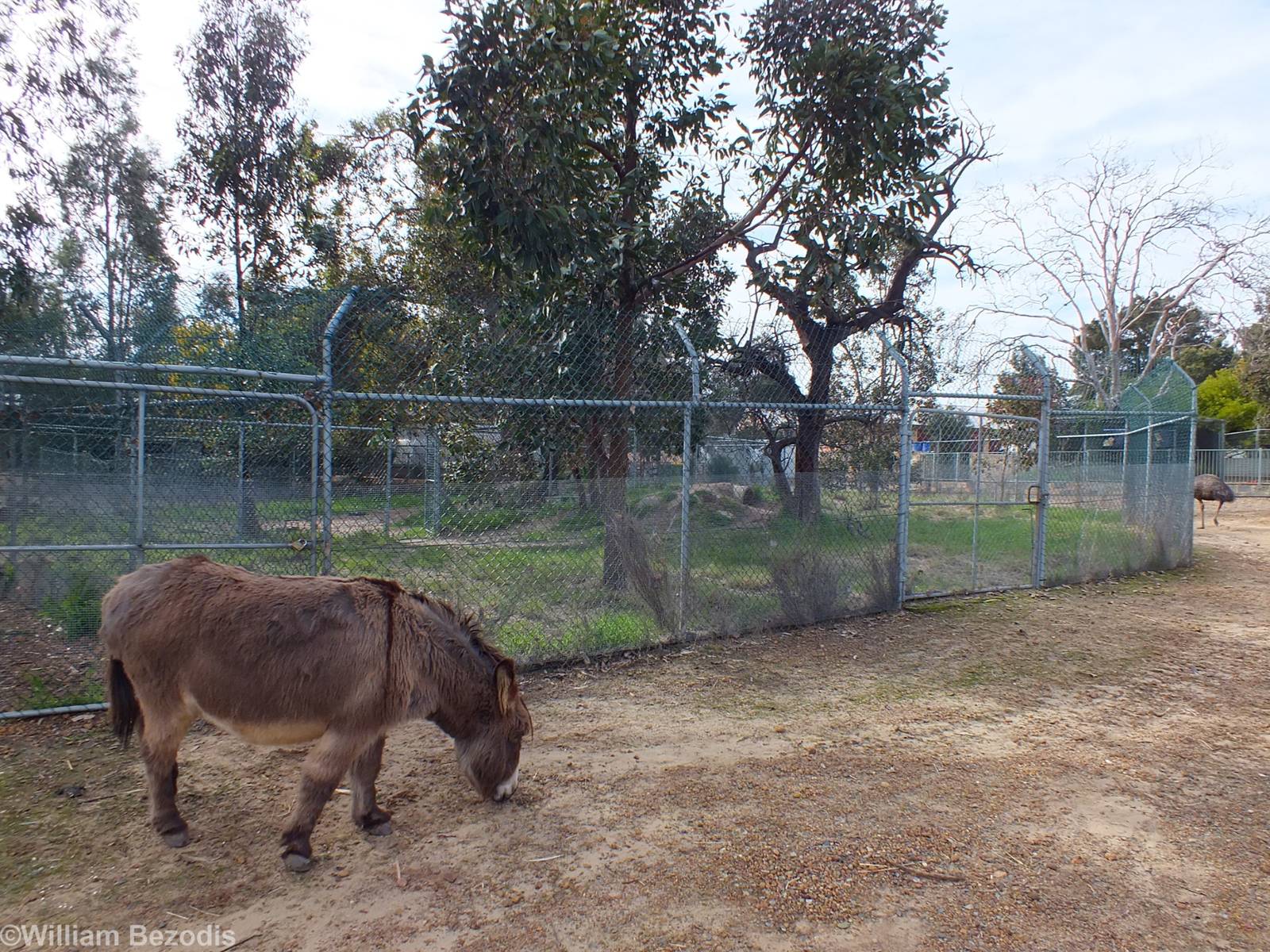 Dingo Enclosure (and free-roaming Donkey) - Cohunu Koala Park