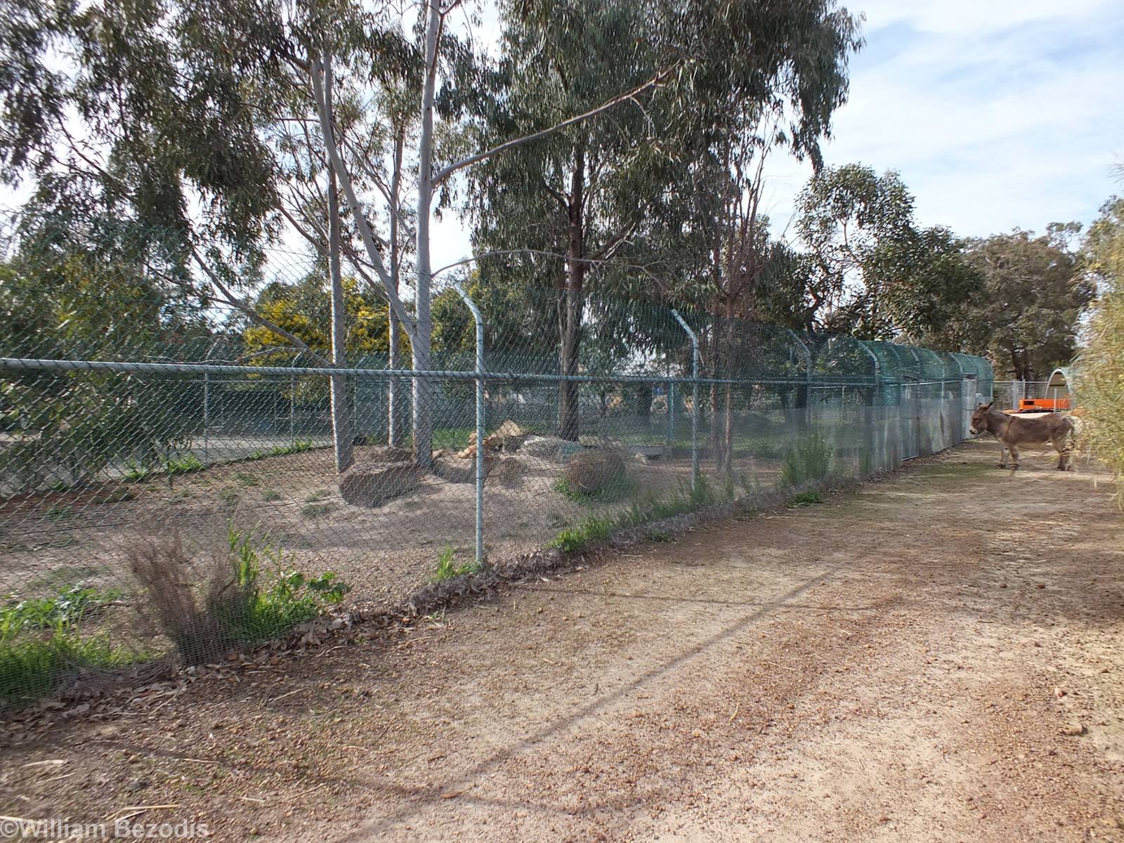 Dingo Enclosure (and free-roaming Donkey) - Cohunu Koala Park
