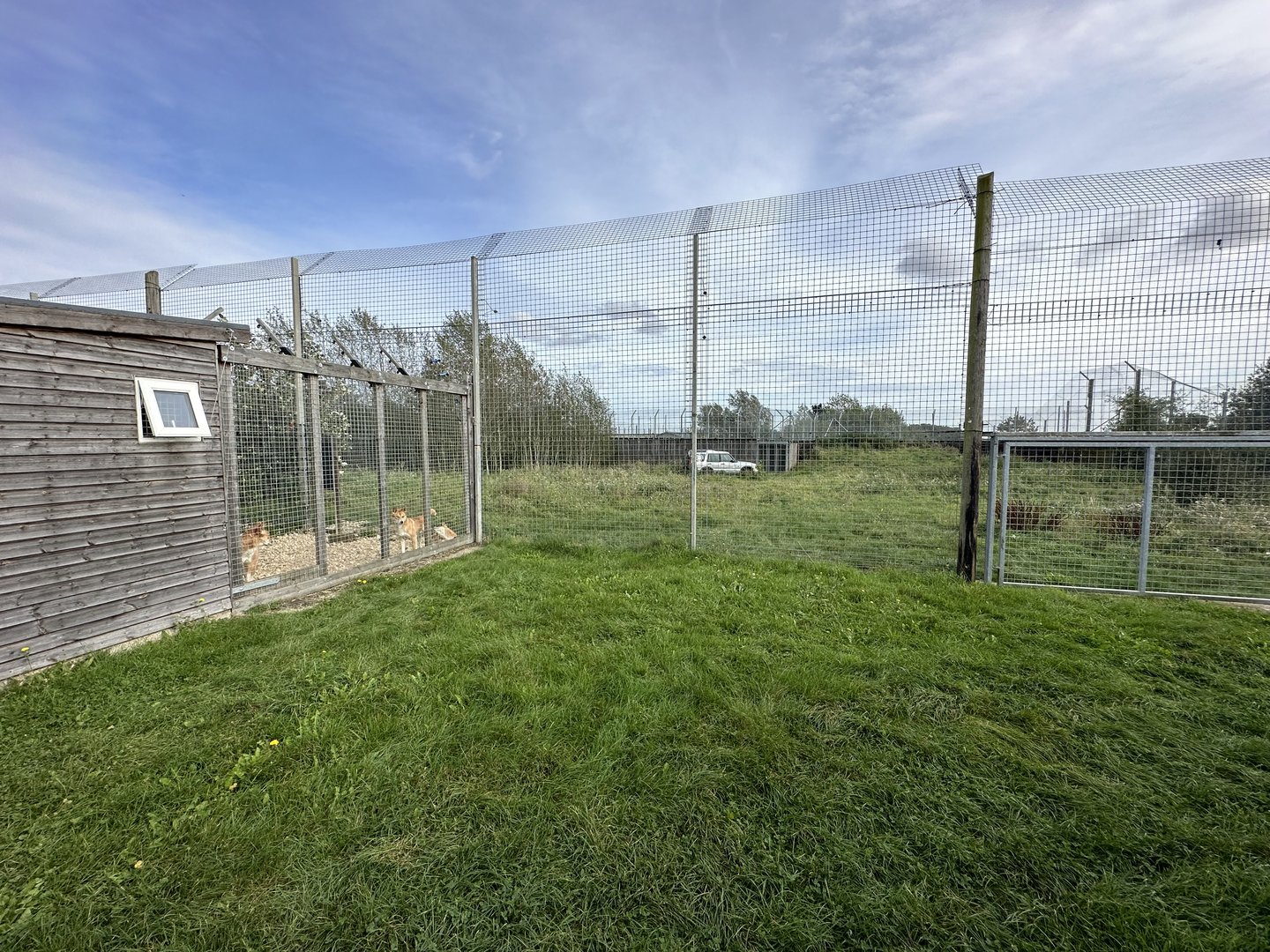 Dingo Enclosure at Hamerton Zoo Park (October 2023)