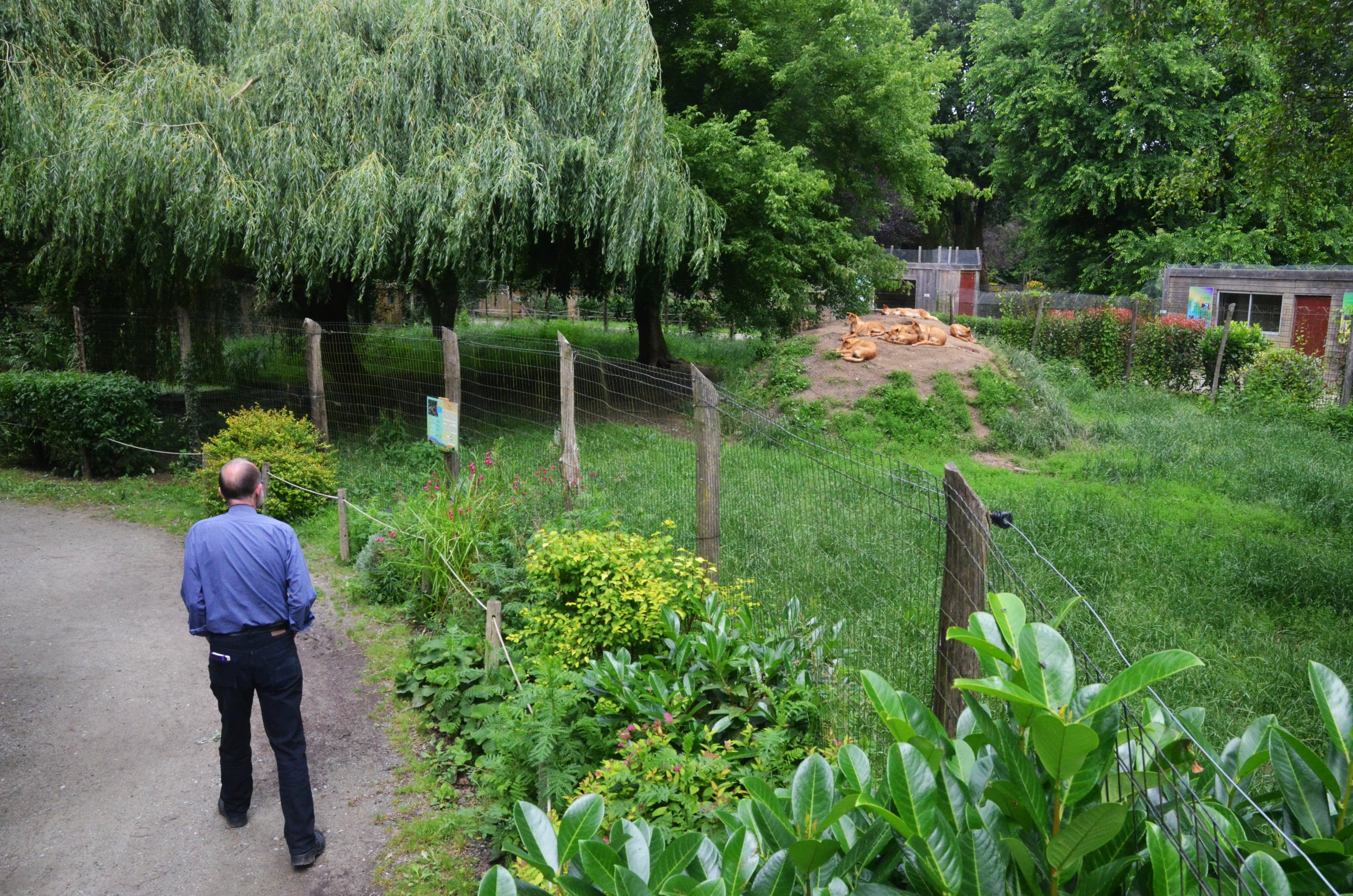 Dingo Enclosure at Spaycific'Zoo, 13/06/18