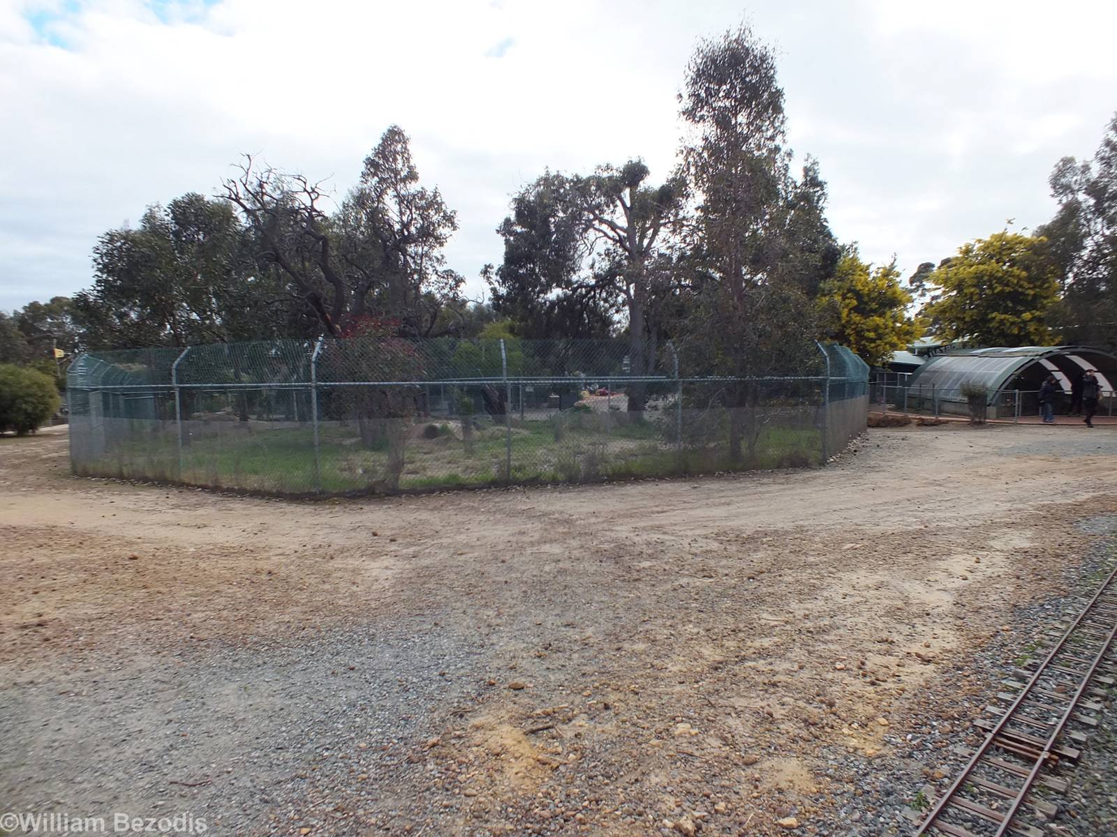 Dingo Enclosure - Cohunu Koala Park