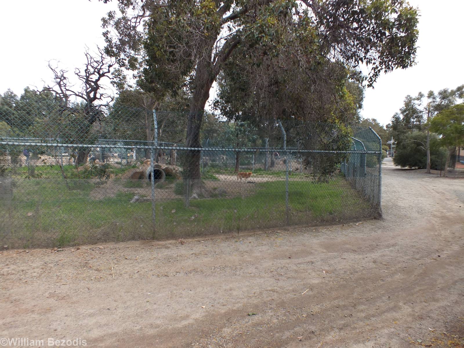 Dingo Enclosure - Cohunu Koala Park