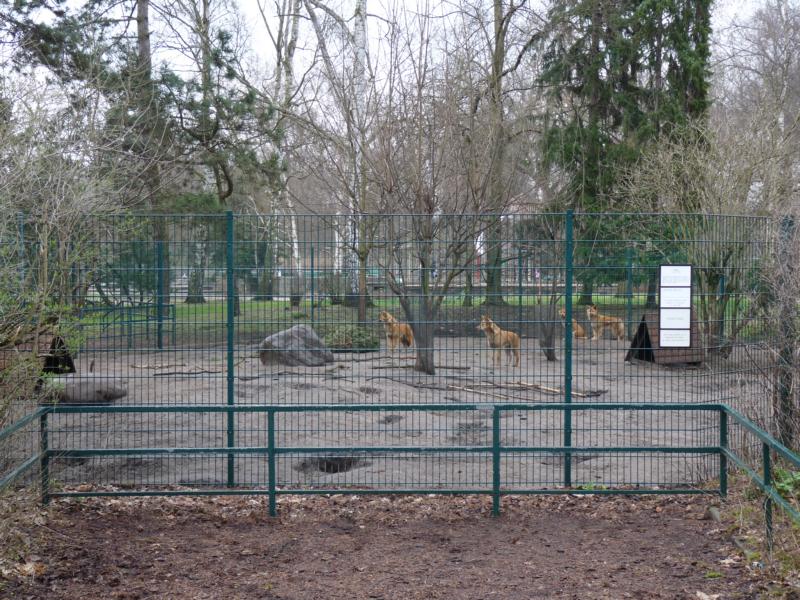Dingo enclosure in childrens zoo