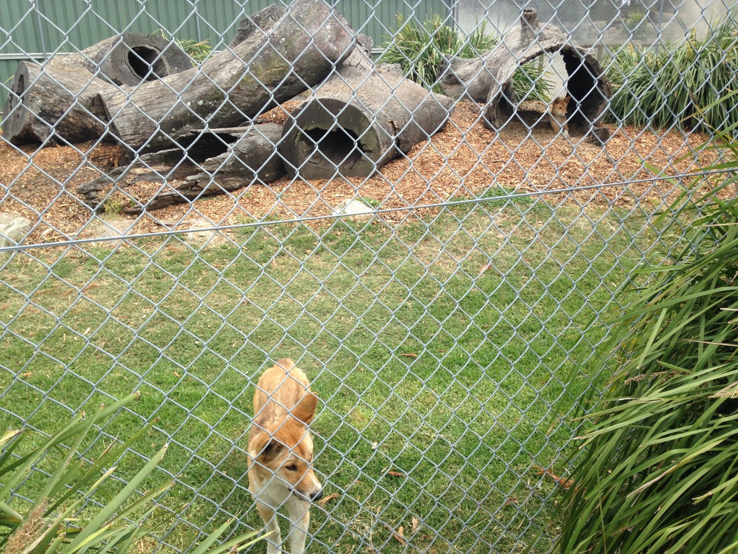 Dingo enclosure- one of two