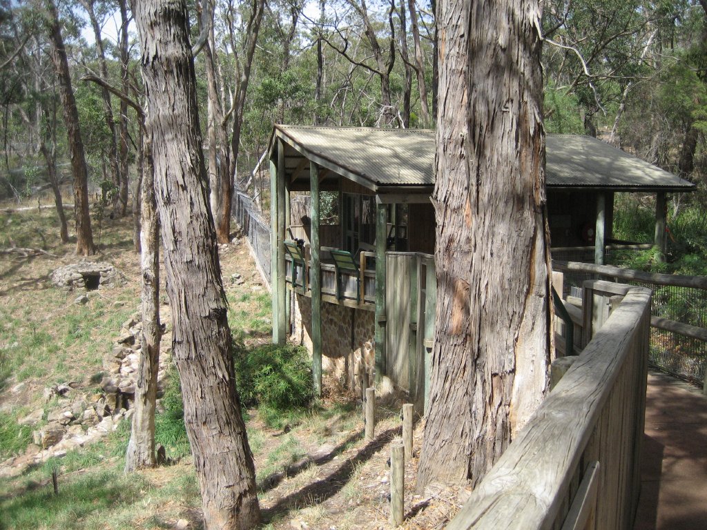 Dingo enclosure viewing platform