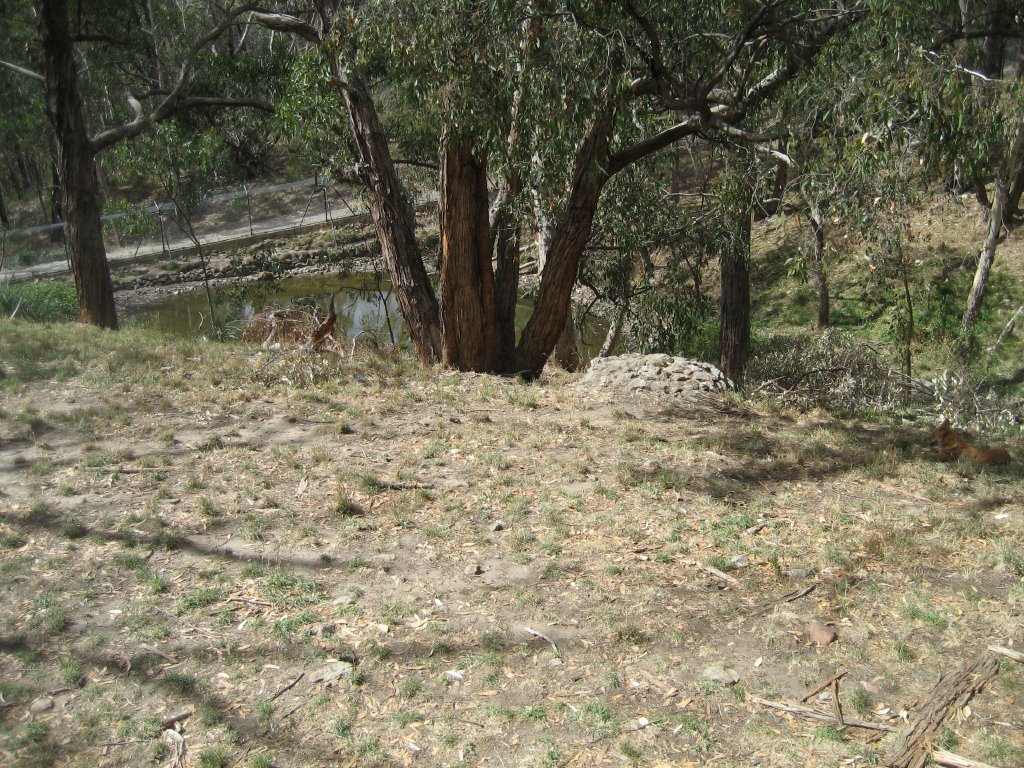Dingo enclosure