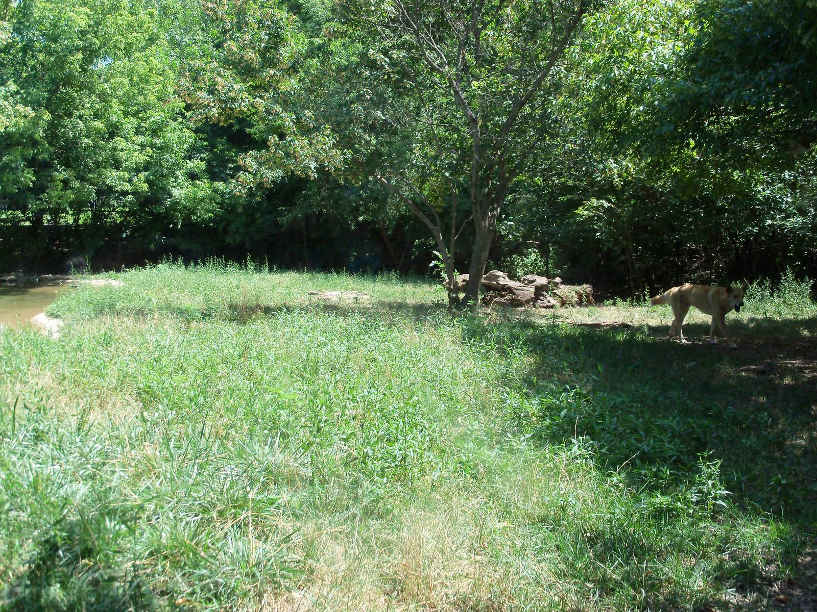Dingo Enclosure
