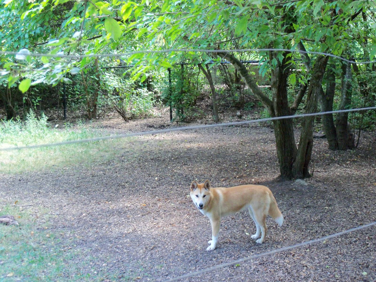 Dingo Enclosure