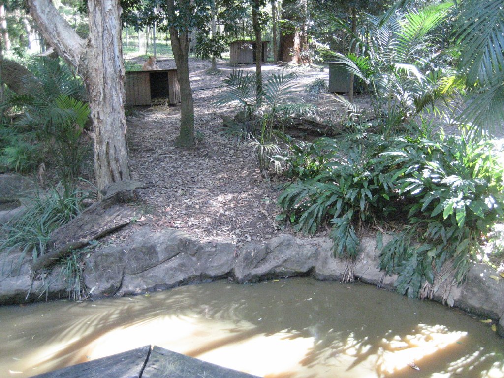 Dingo enclosure