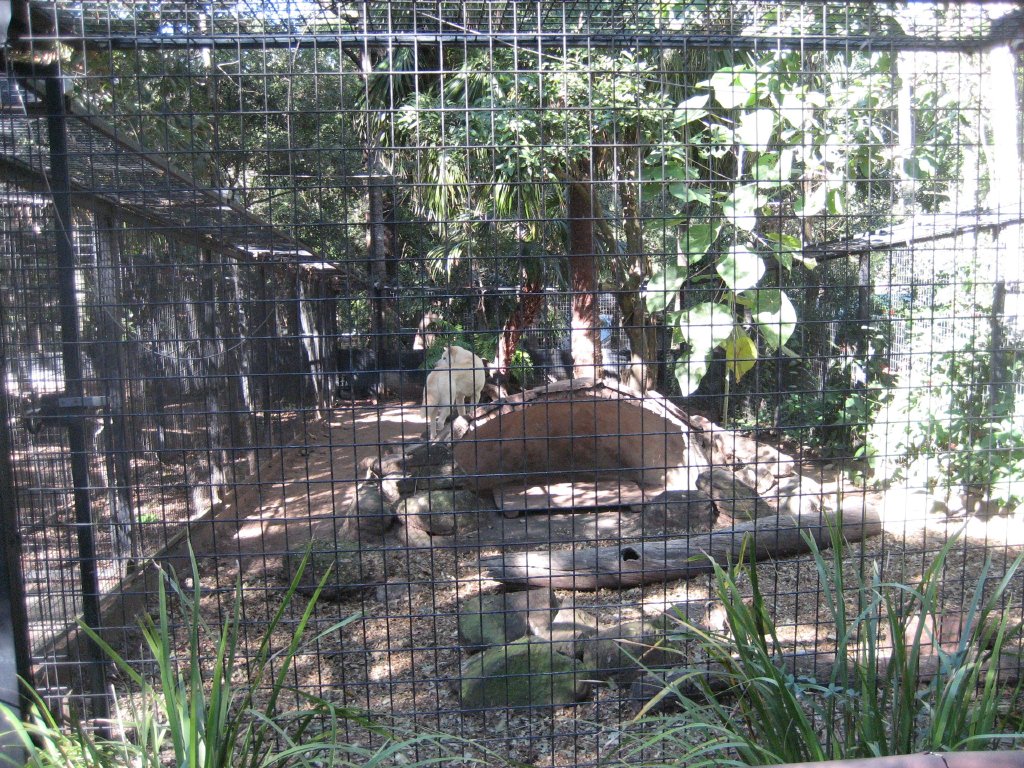 Dingo enclosure