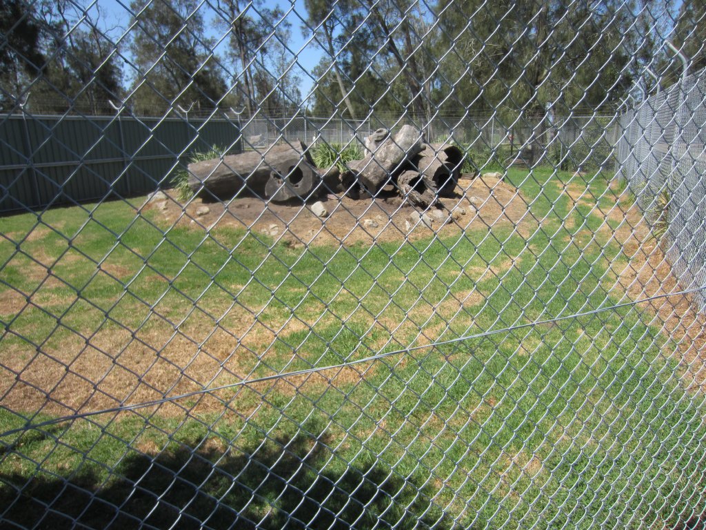 Dingo Enclosure