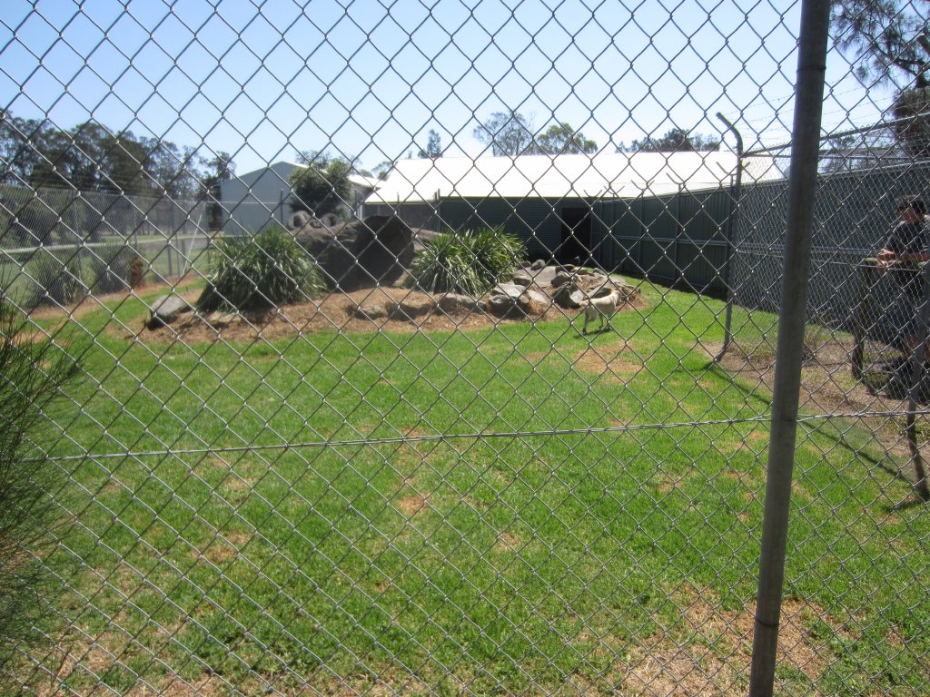 Dingo Enclosure