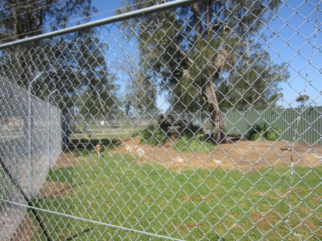 Dingo Enclosure