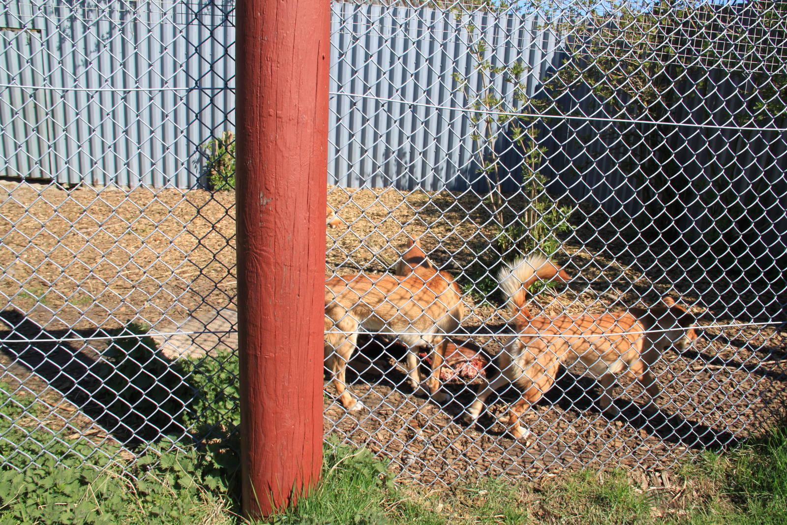 Dingo Enclosure