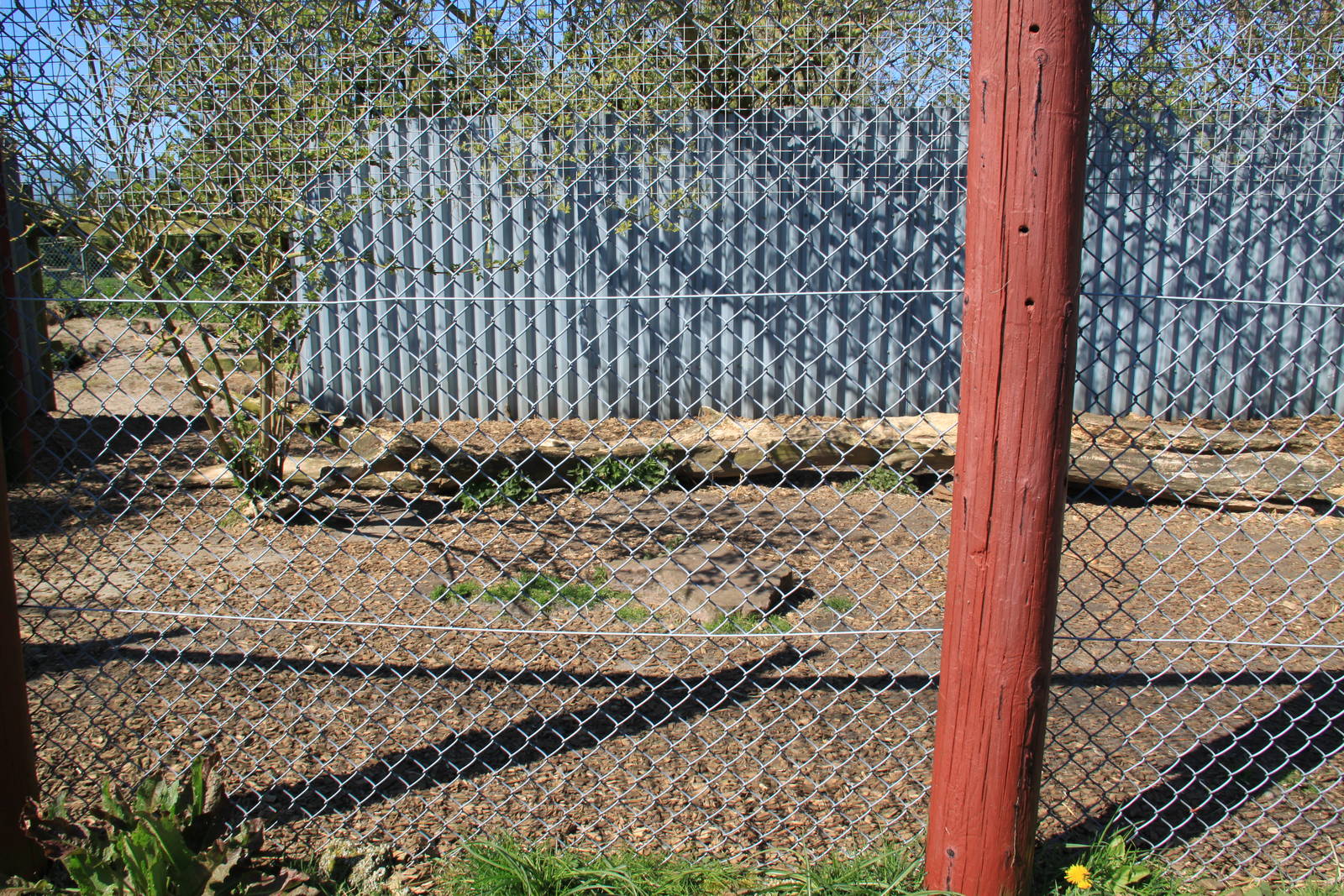 Dingo Enclosure