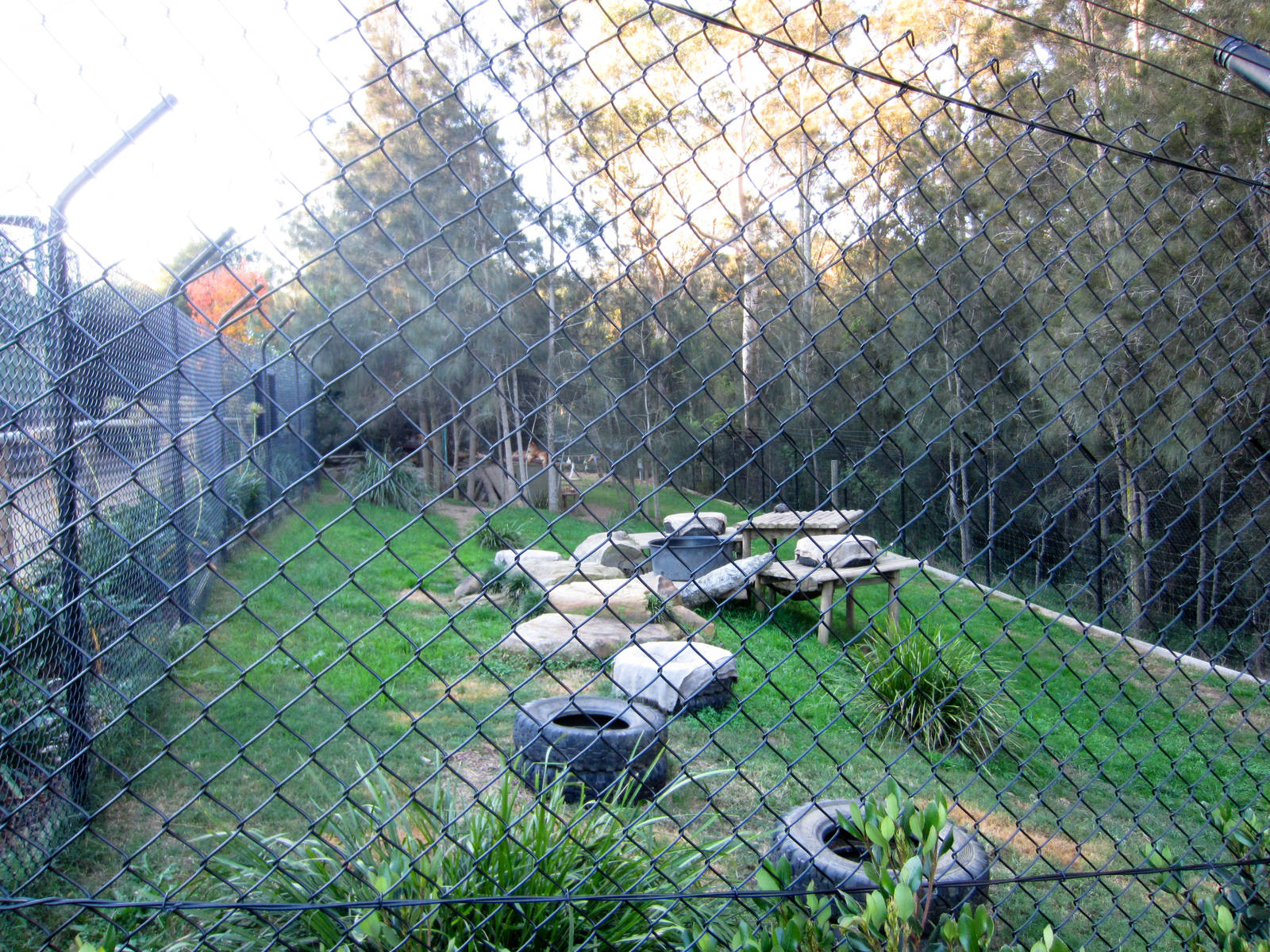 Dingo Enclosure