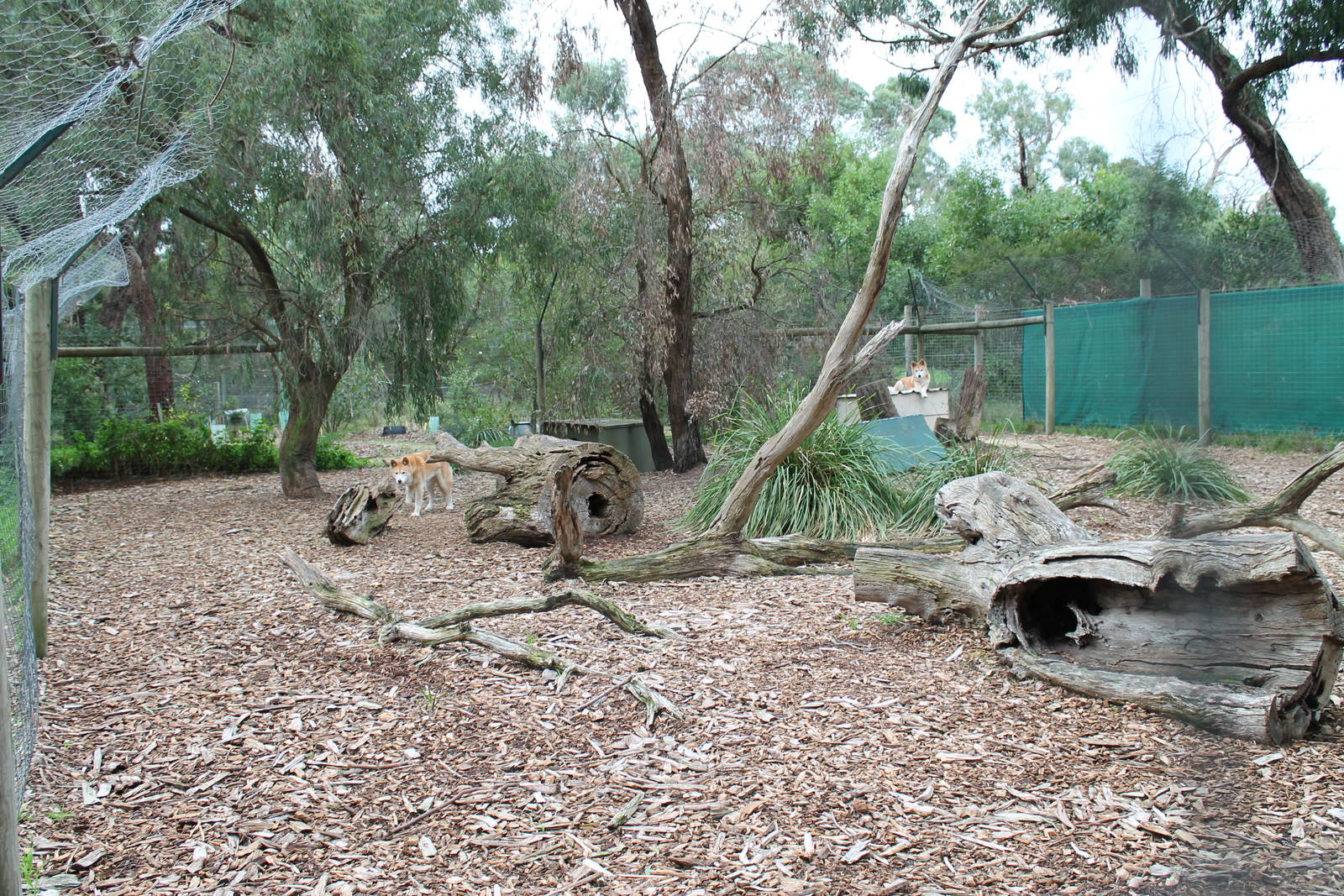 dingo enclosure