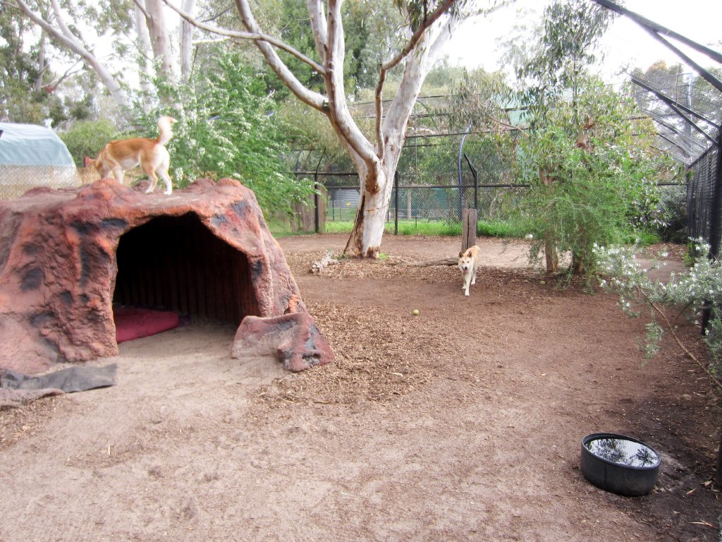 Dingo enclosure