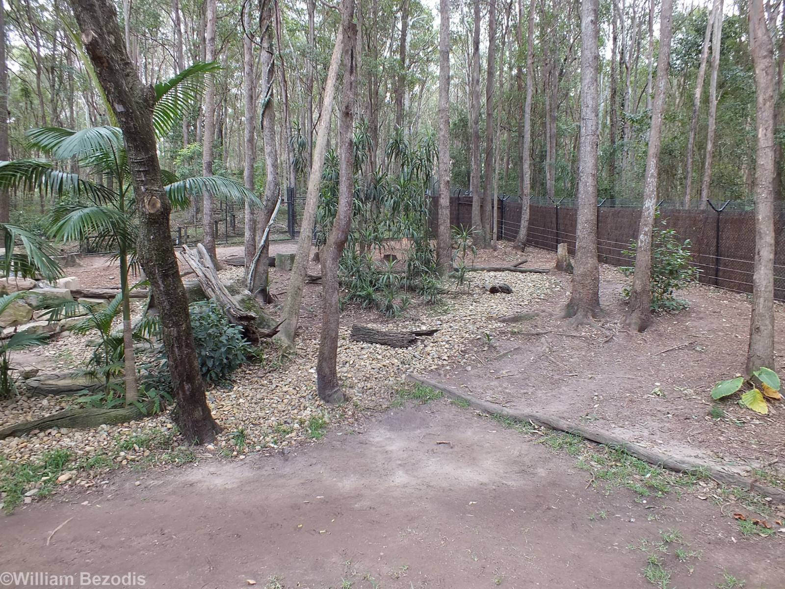 Dingo Enclosure