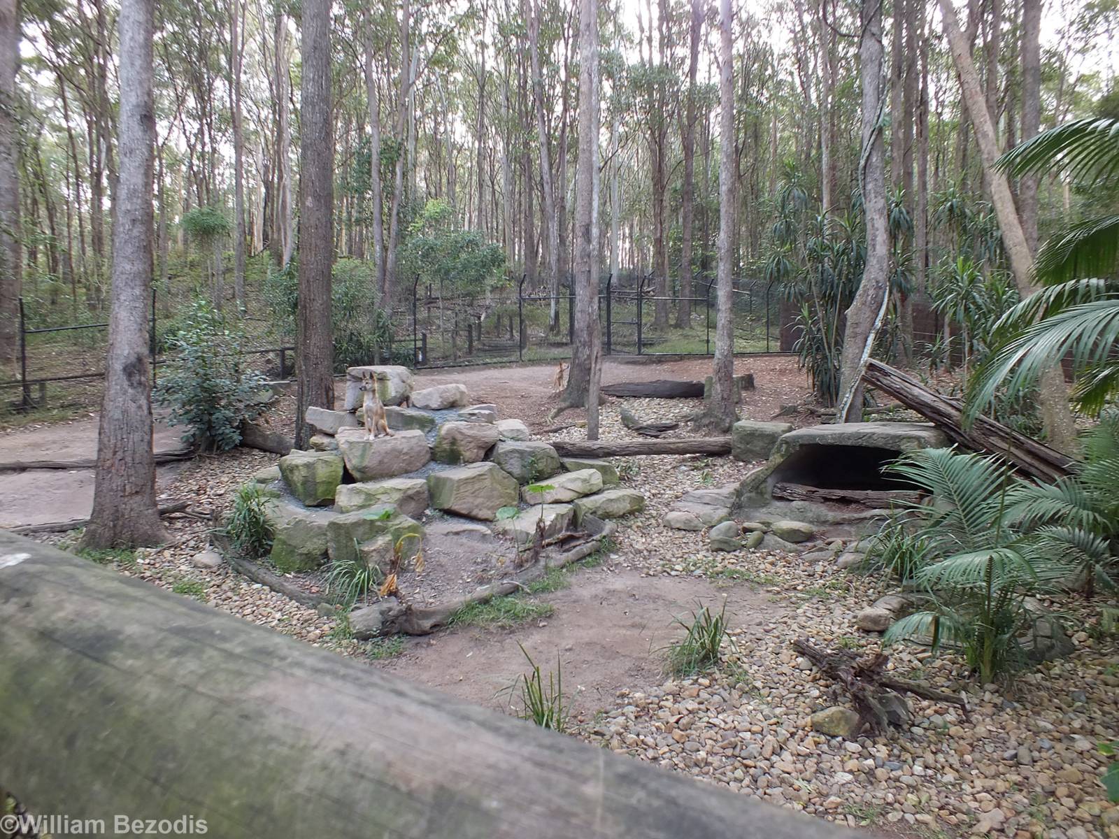 Dingo Enclosure
