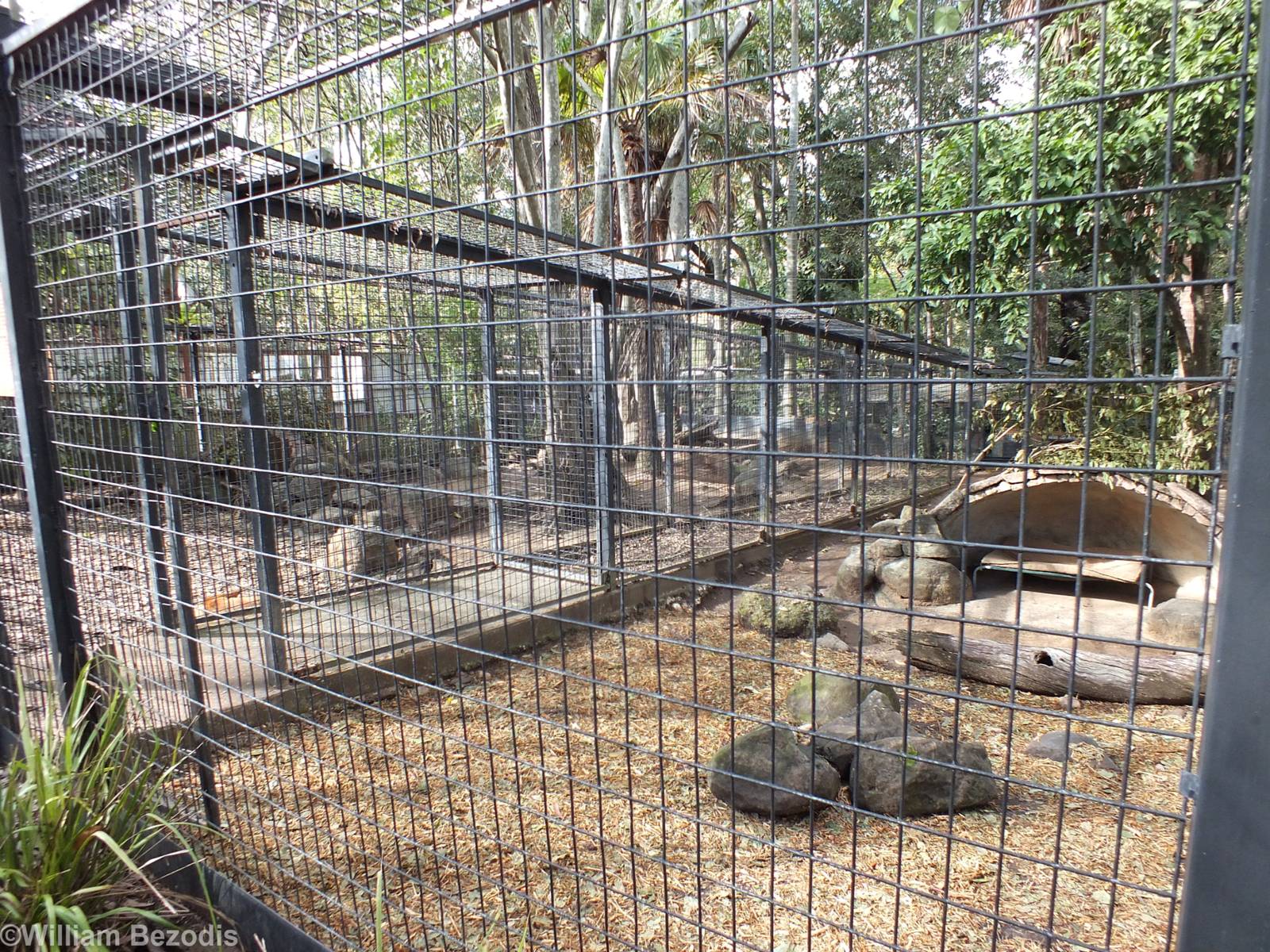 Dingo Enclosure