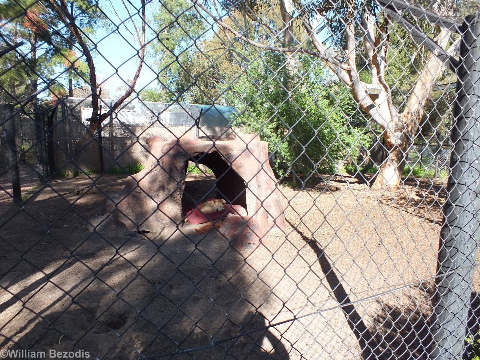 Dingo Enclosure