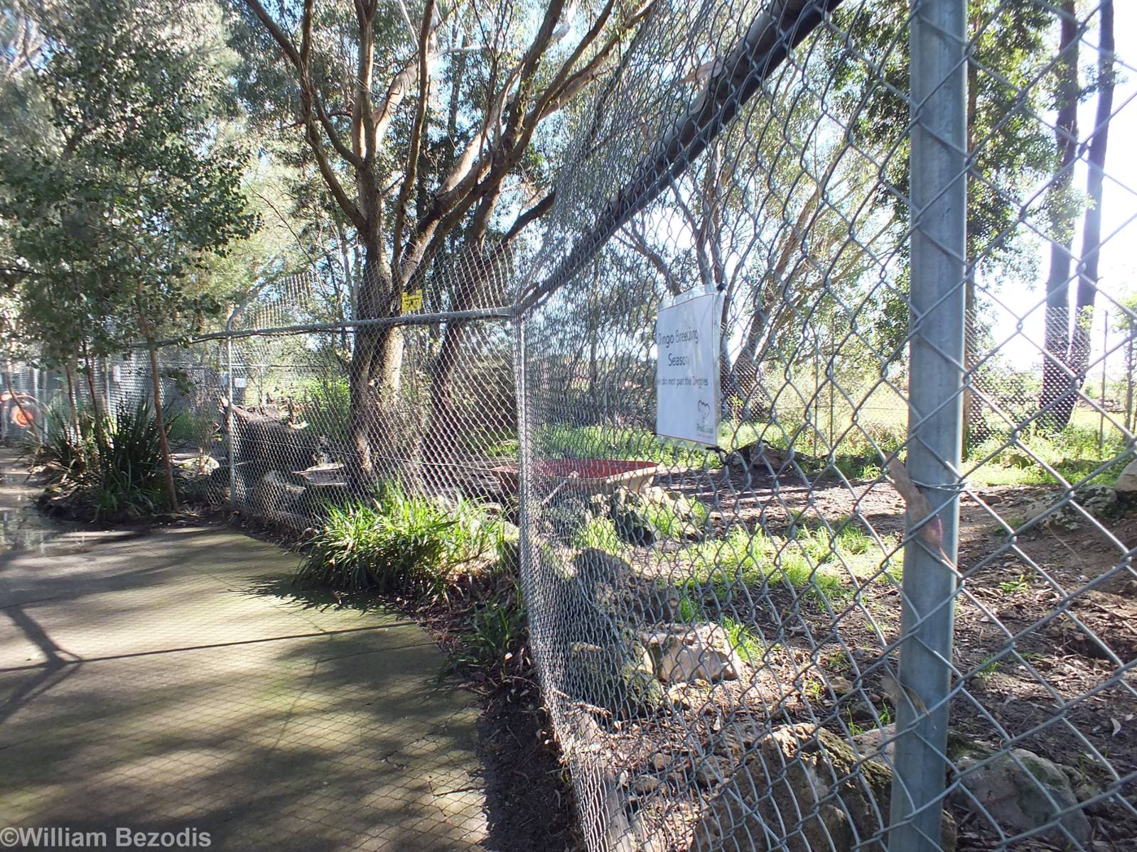 Dingo Enclosure