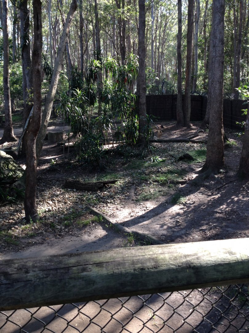 Dingo enclosure