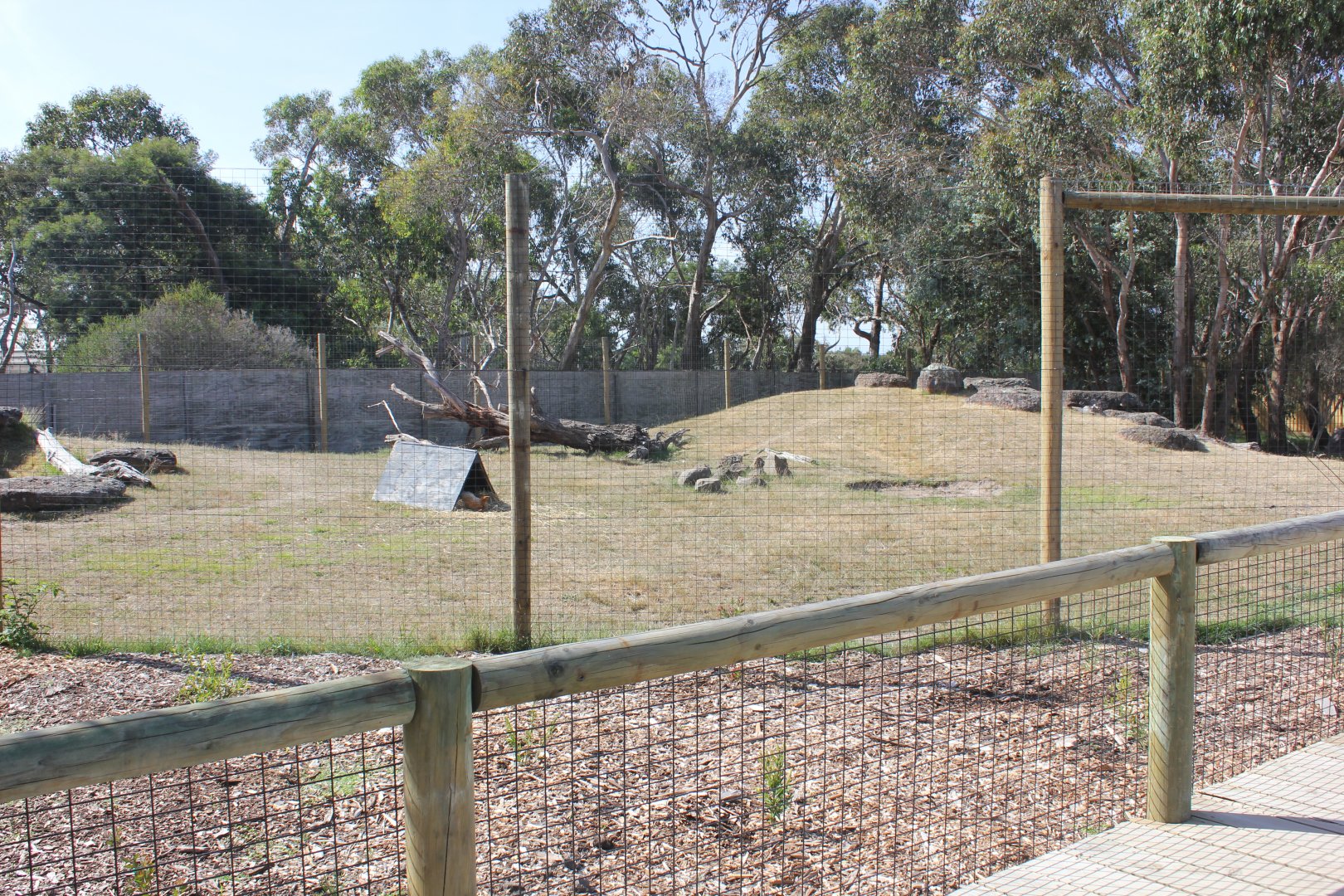 Dingo enclosure