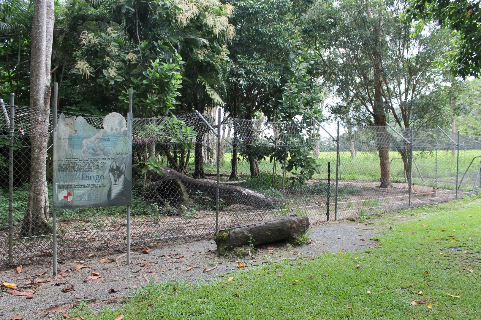 Dingo enclosure