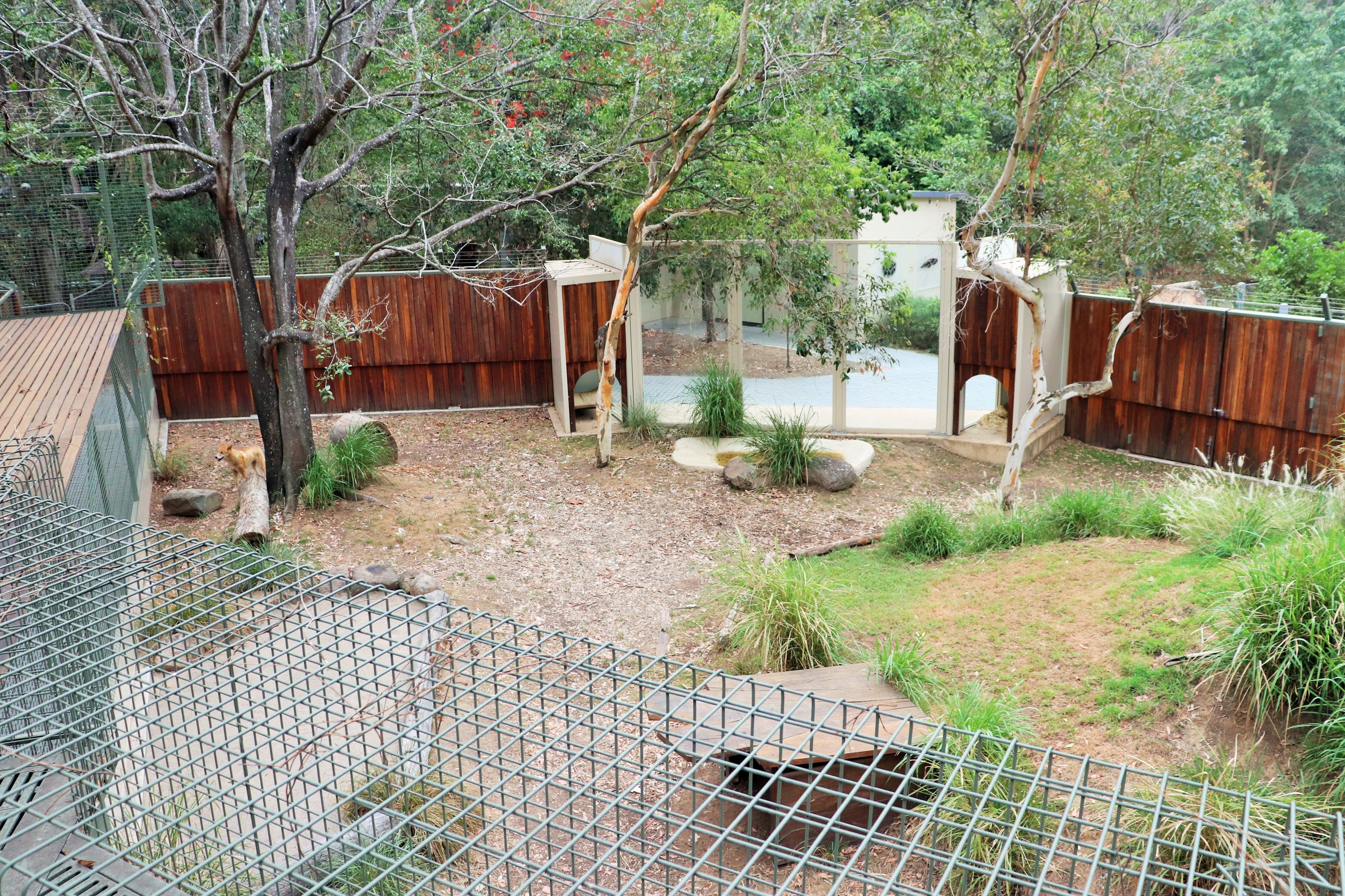 Dingo Enclosure