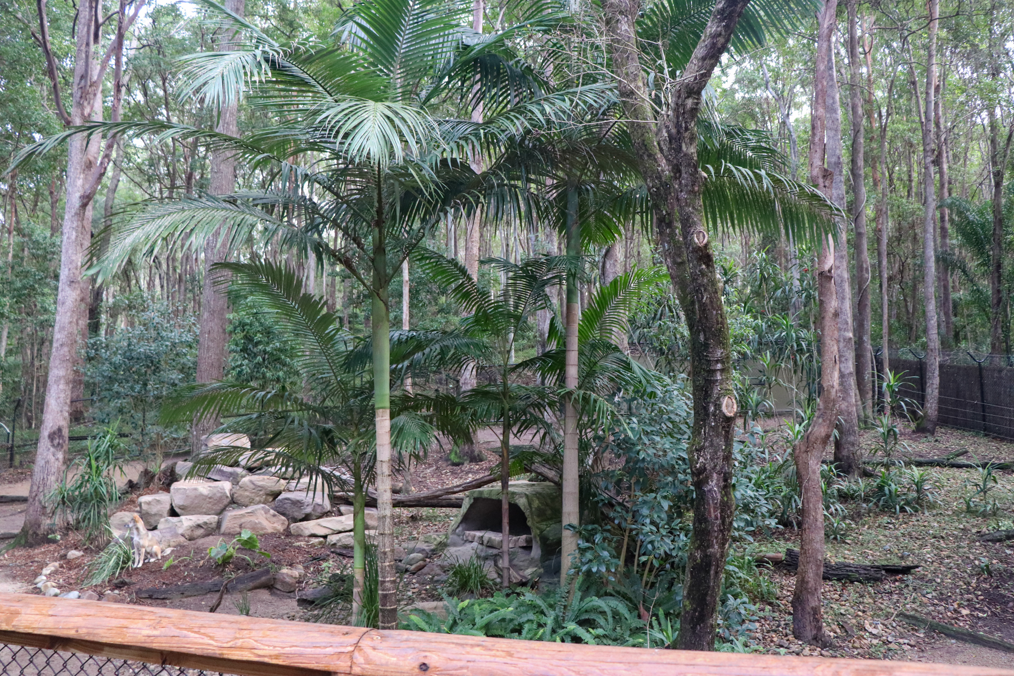 Dingo Enclosure