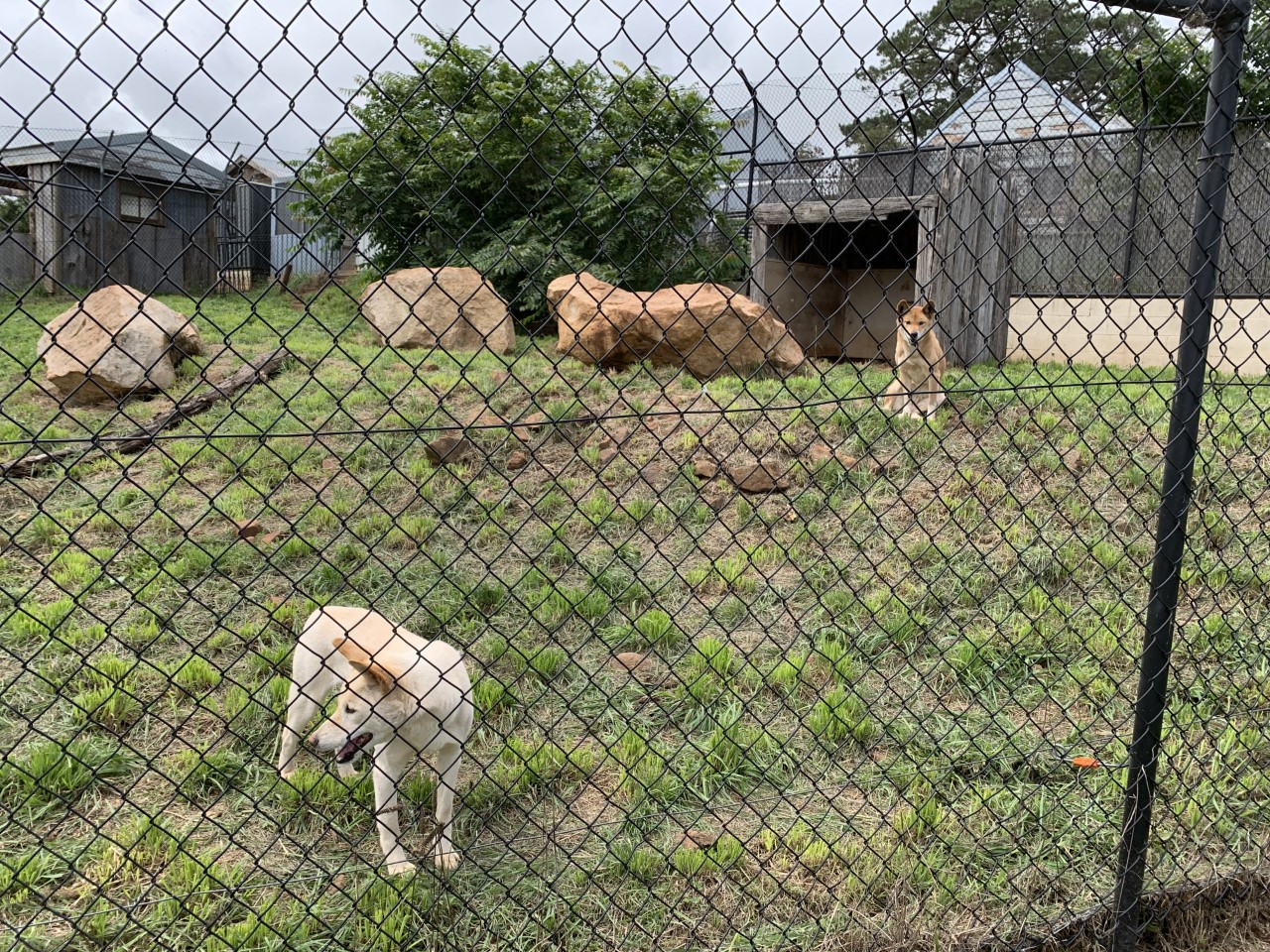 Dingo Enclosure