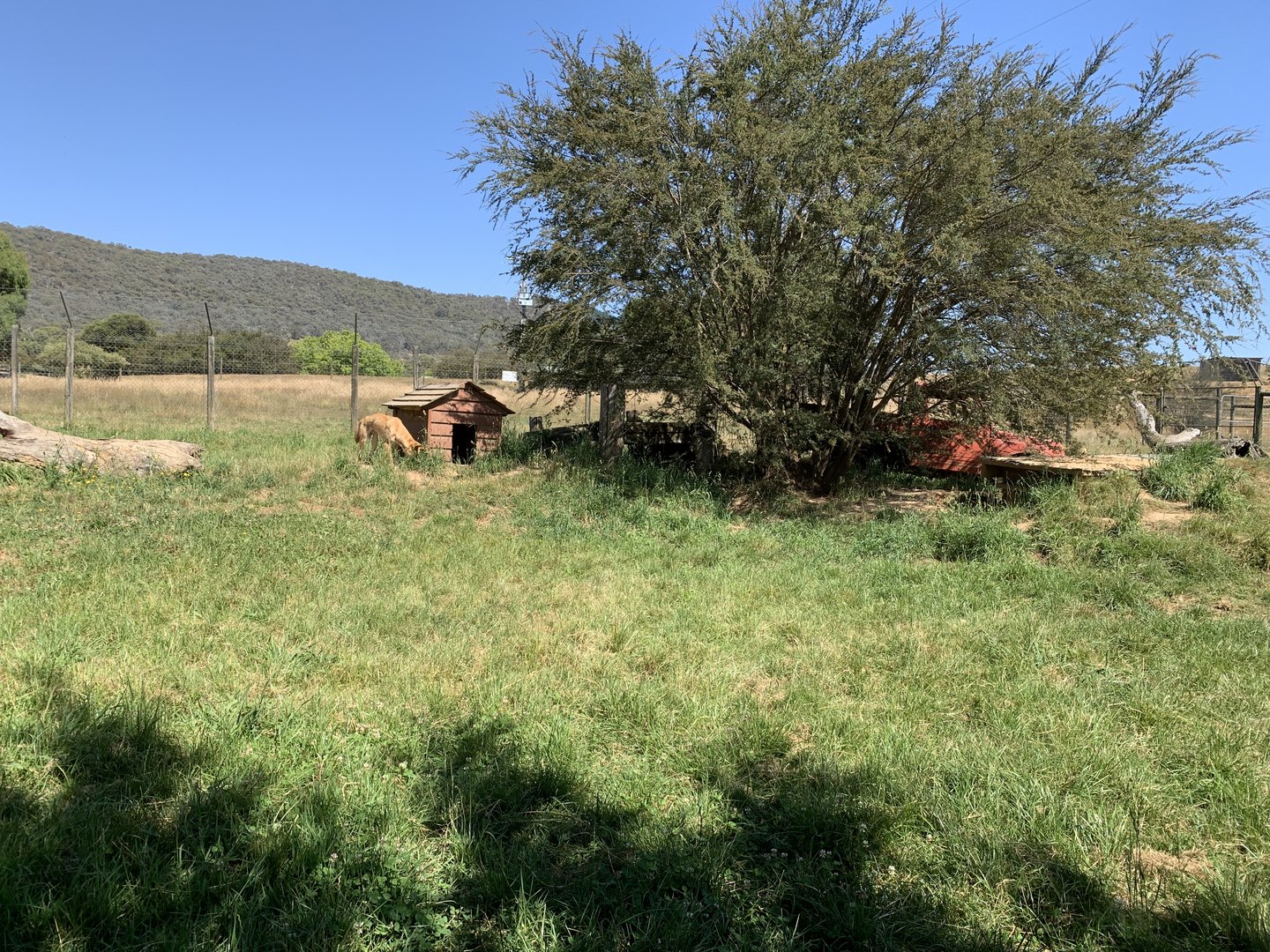 Dingo Enclosure