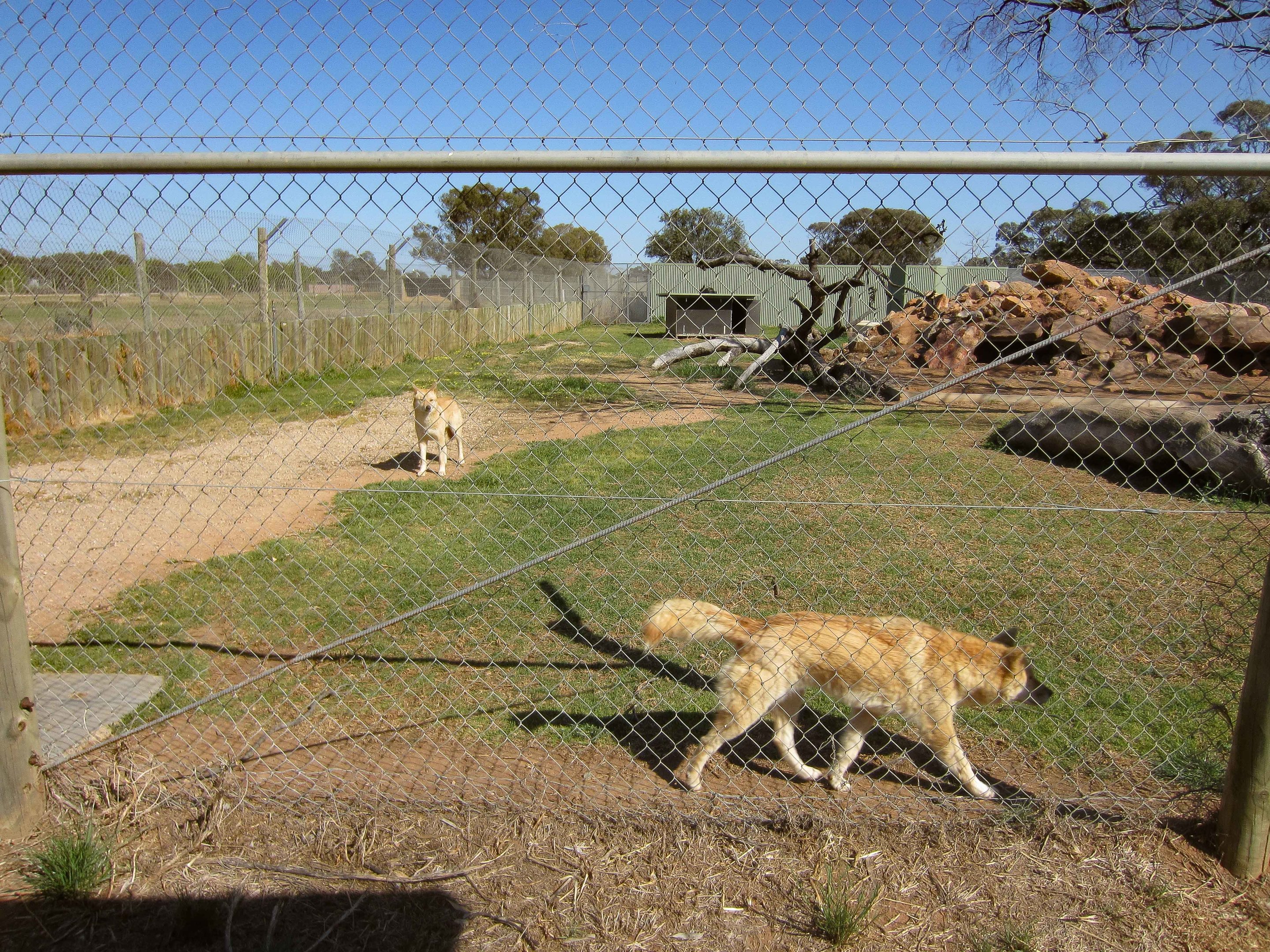 Dingo enclosure