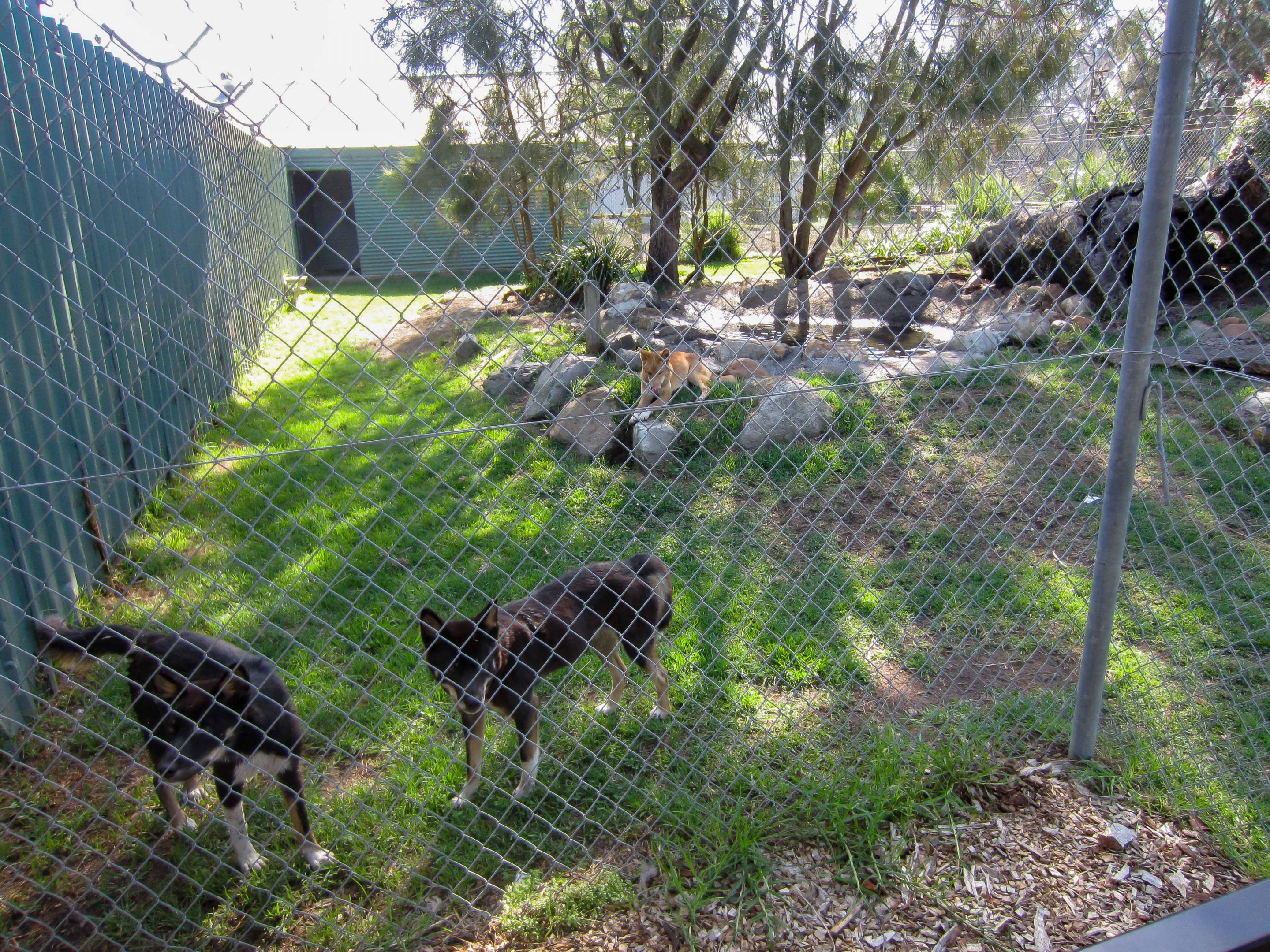 Dingo enclosure