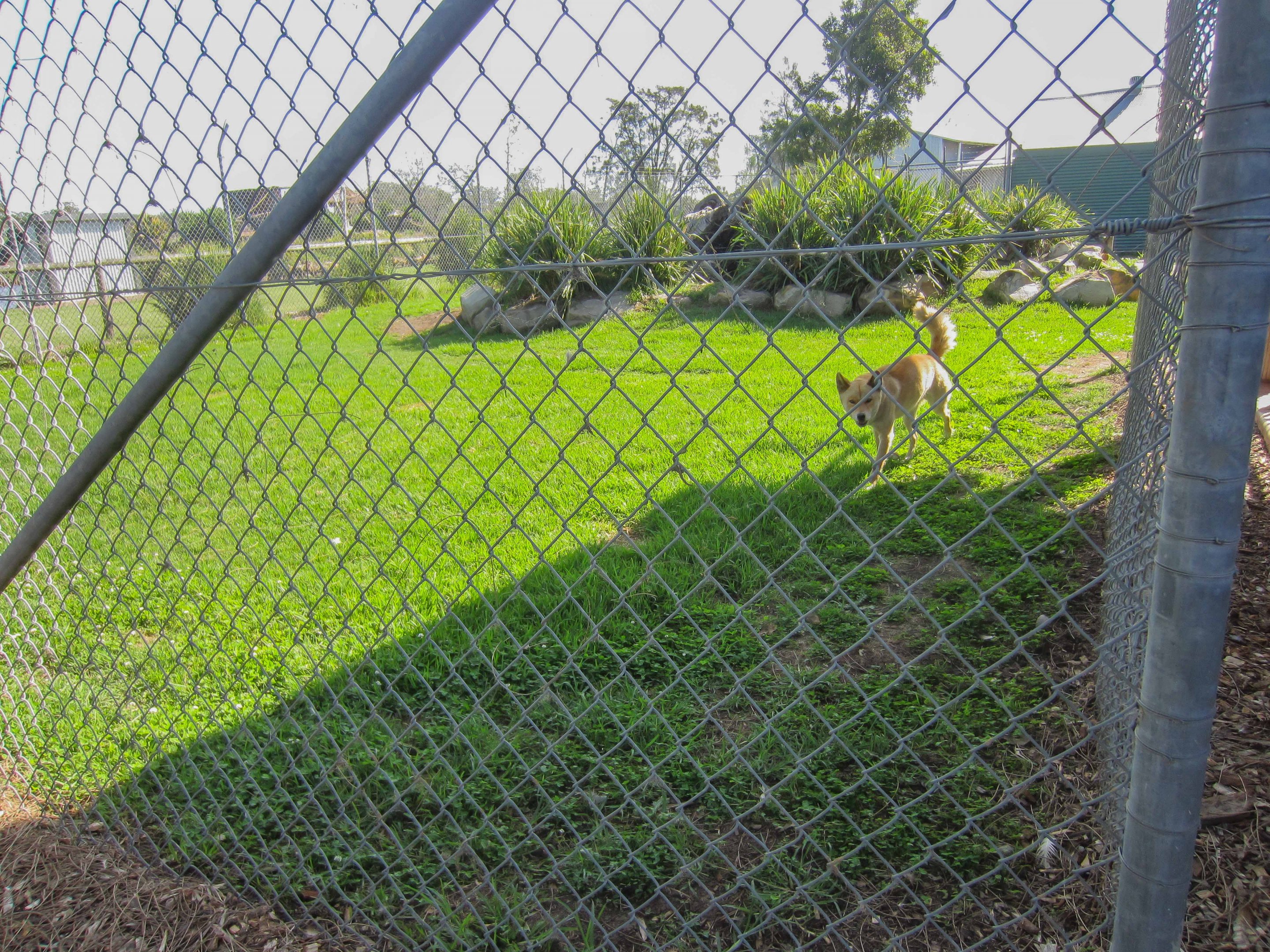 Dingo enclosure