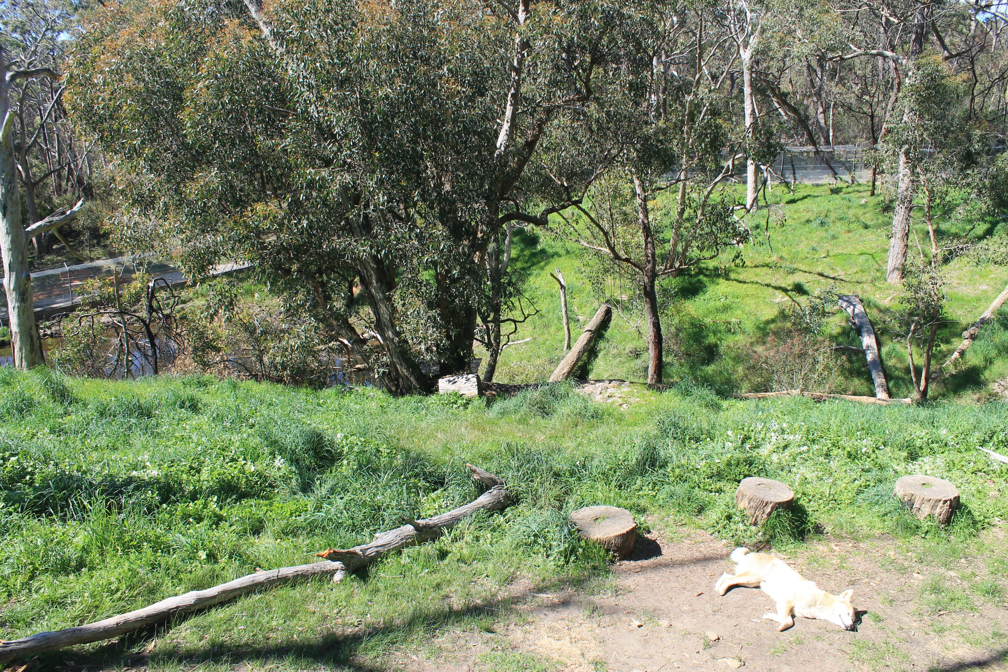 Dingo enclosure