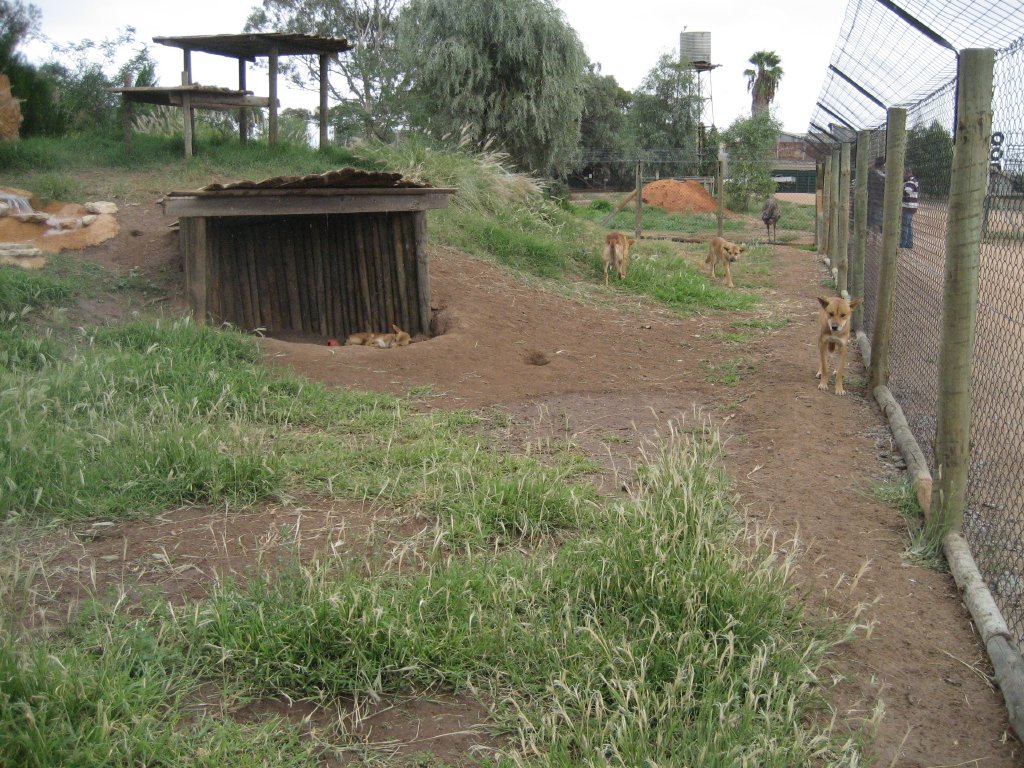 Dingo enclosure