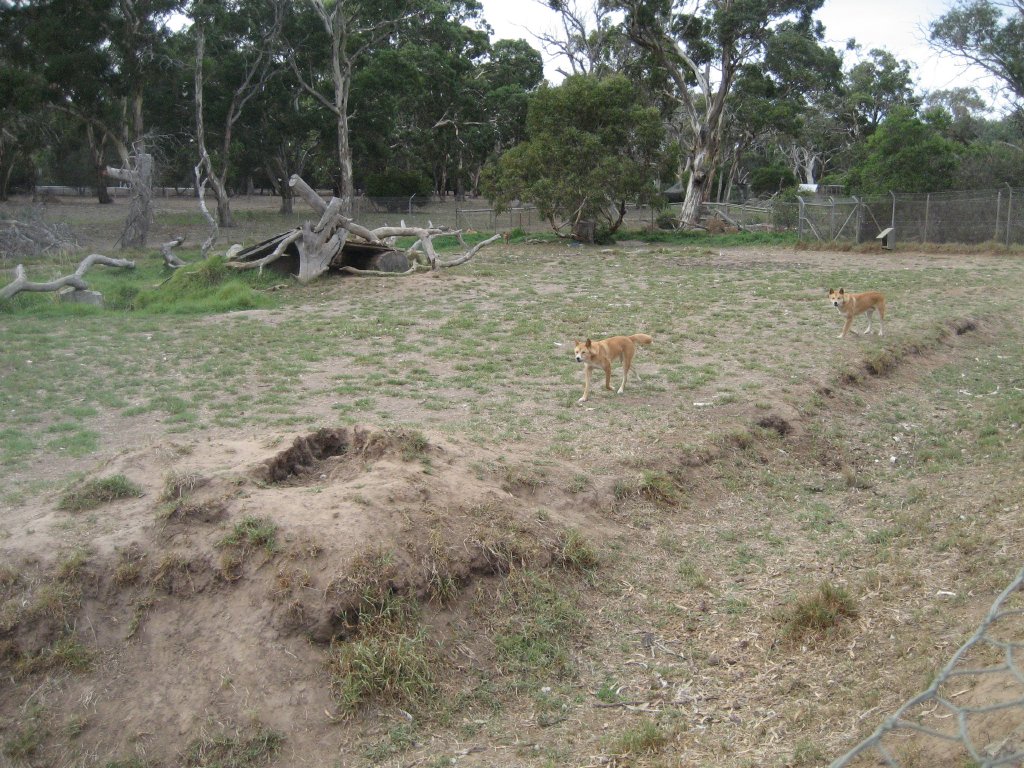 Dingo enclosure