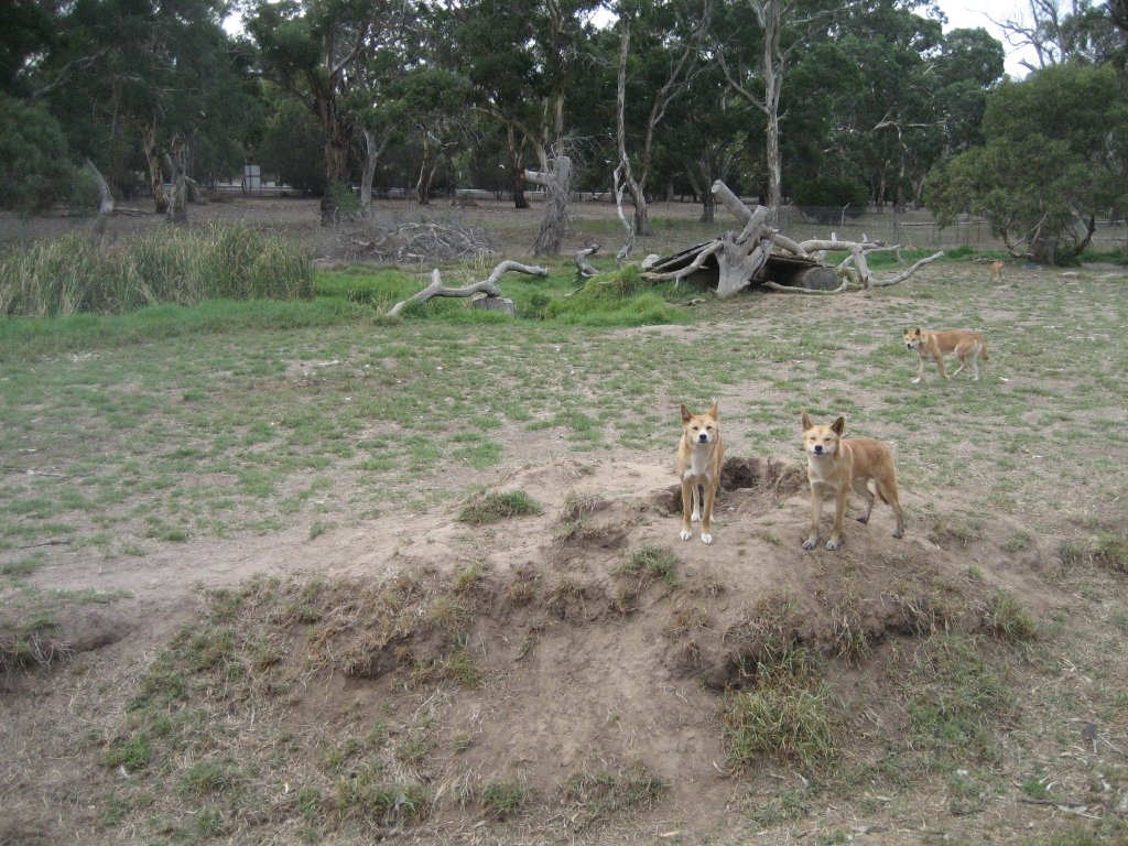 Dingo enclosure