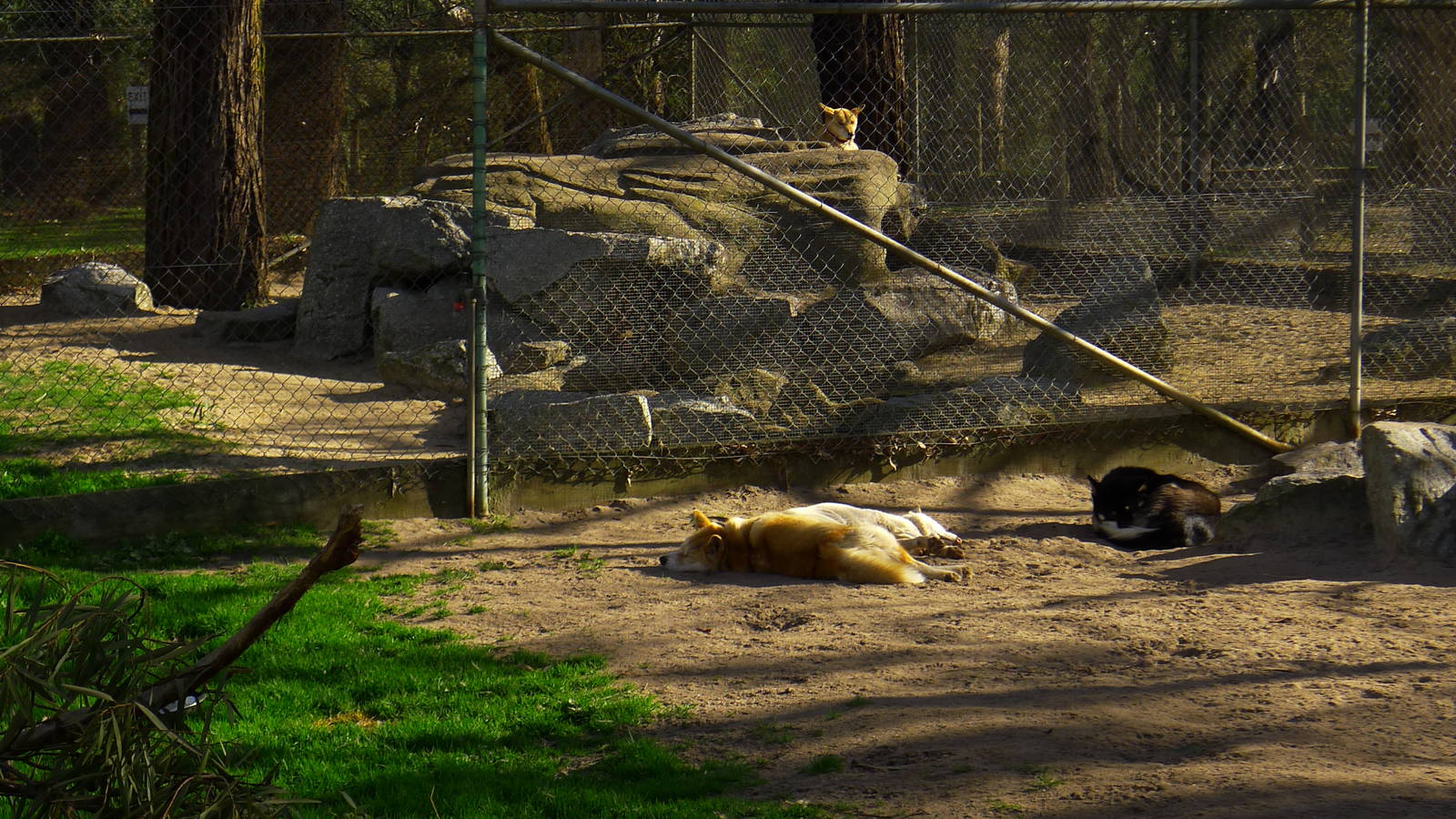 Dingo enclosures