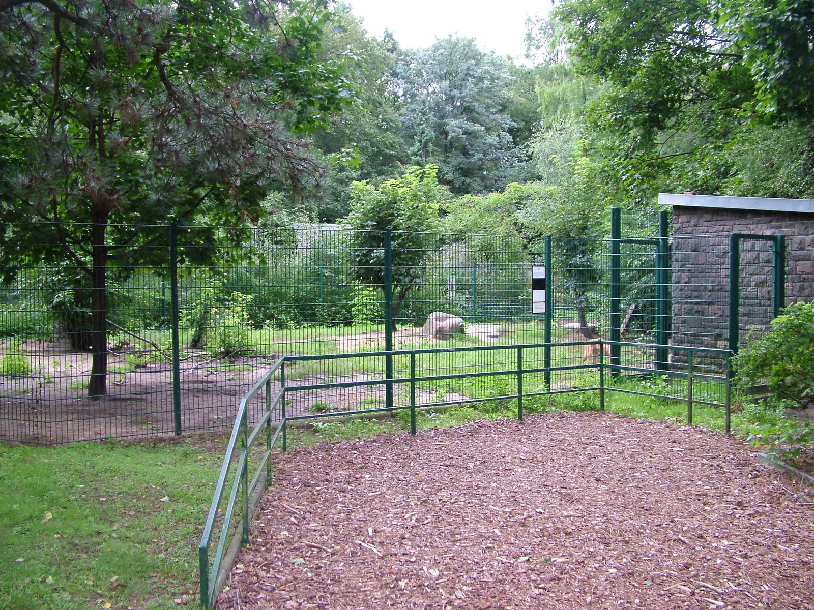 Dingo Exhibit at Tierpark Berlin, 30/08/11