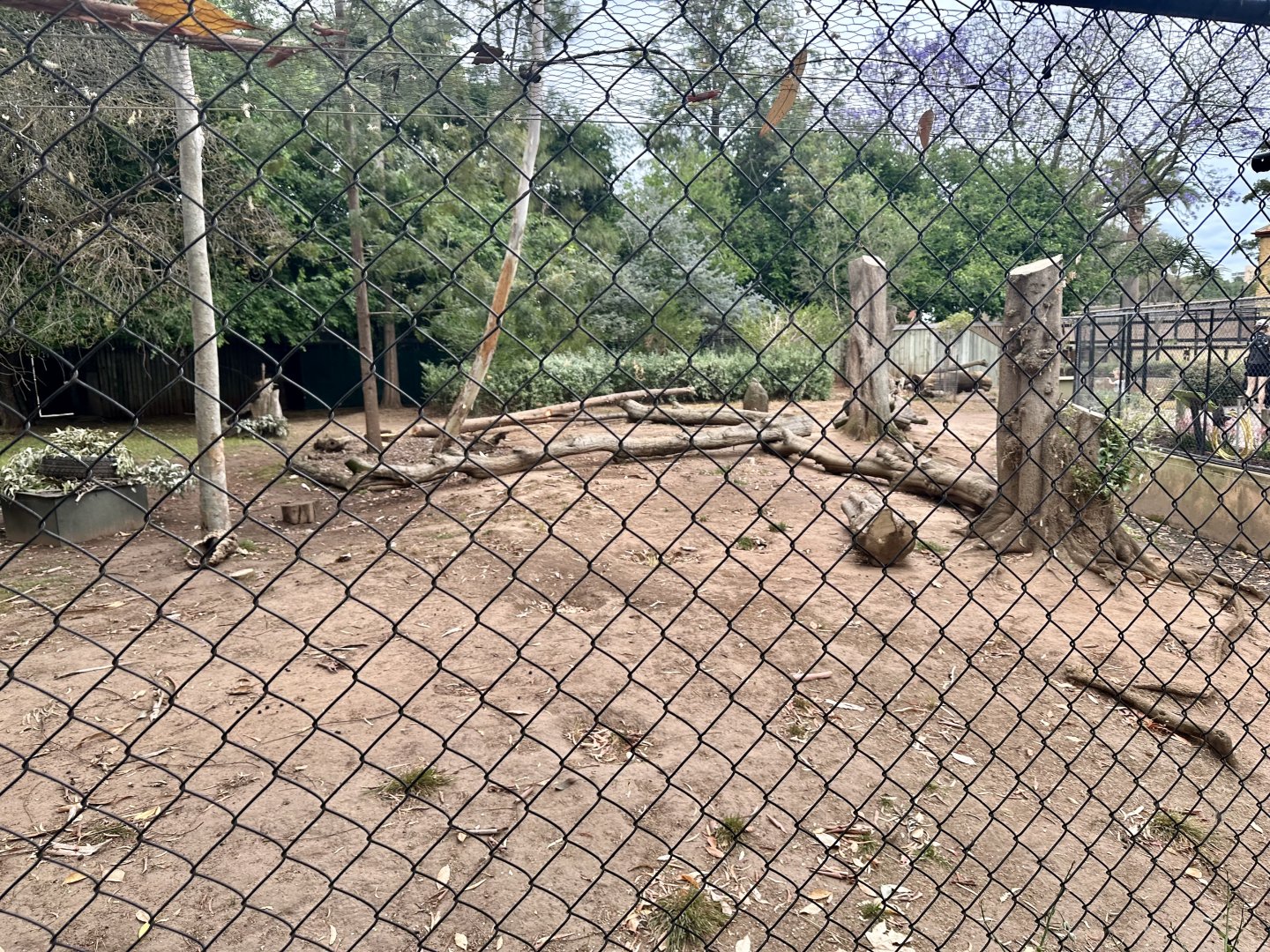 Dingo Exhibit (Currently Vacant)