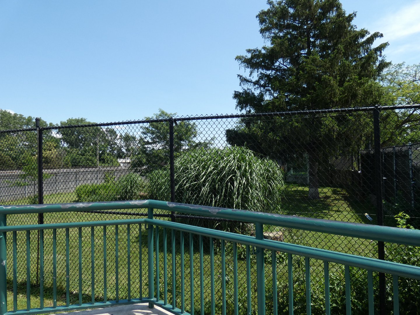 Dingo Exhibit - July 2021