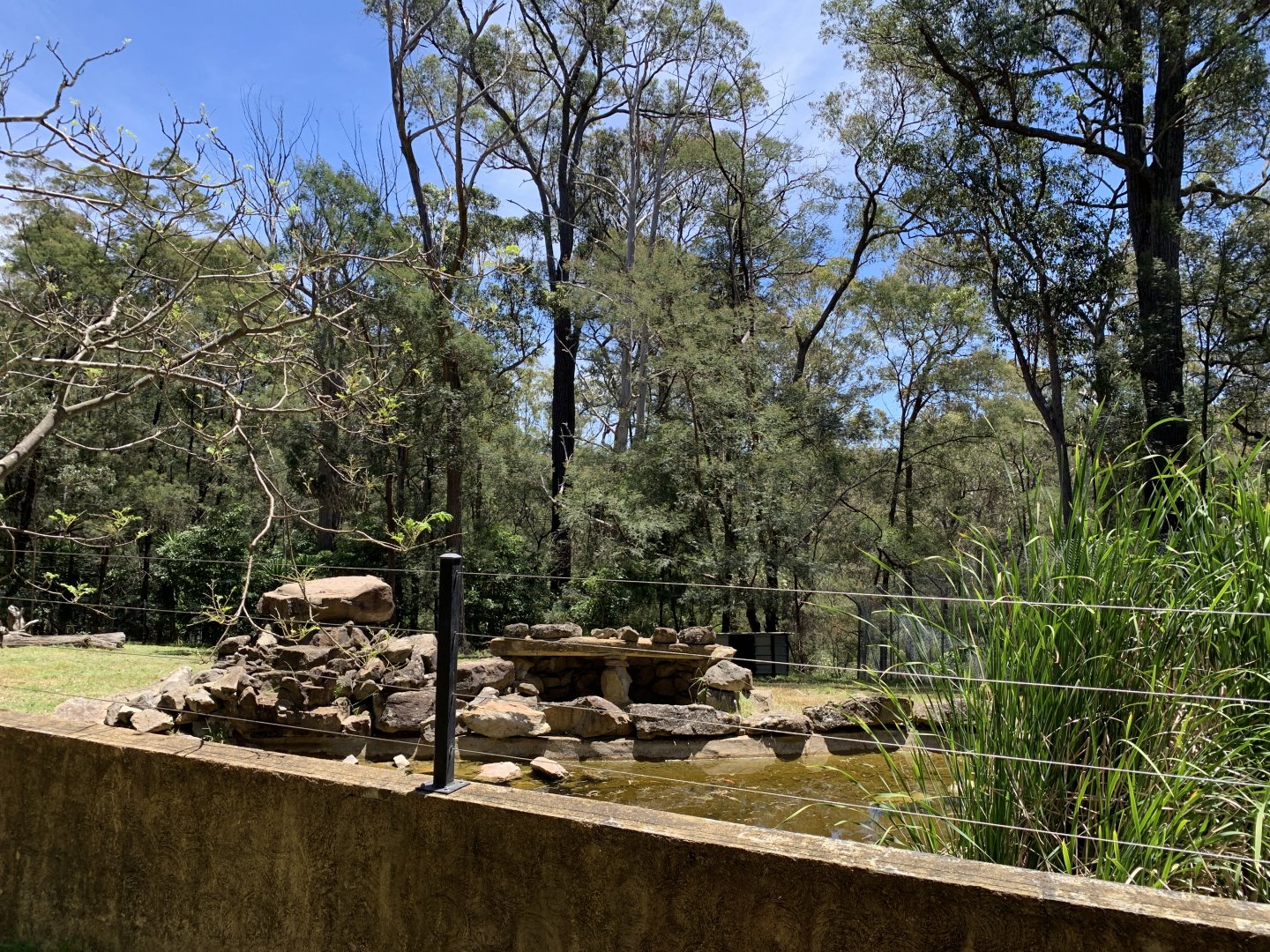 Dingo Exhibit (Potoroo Palace)