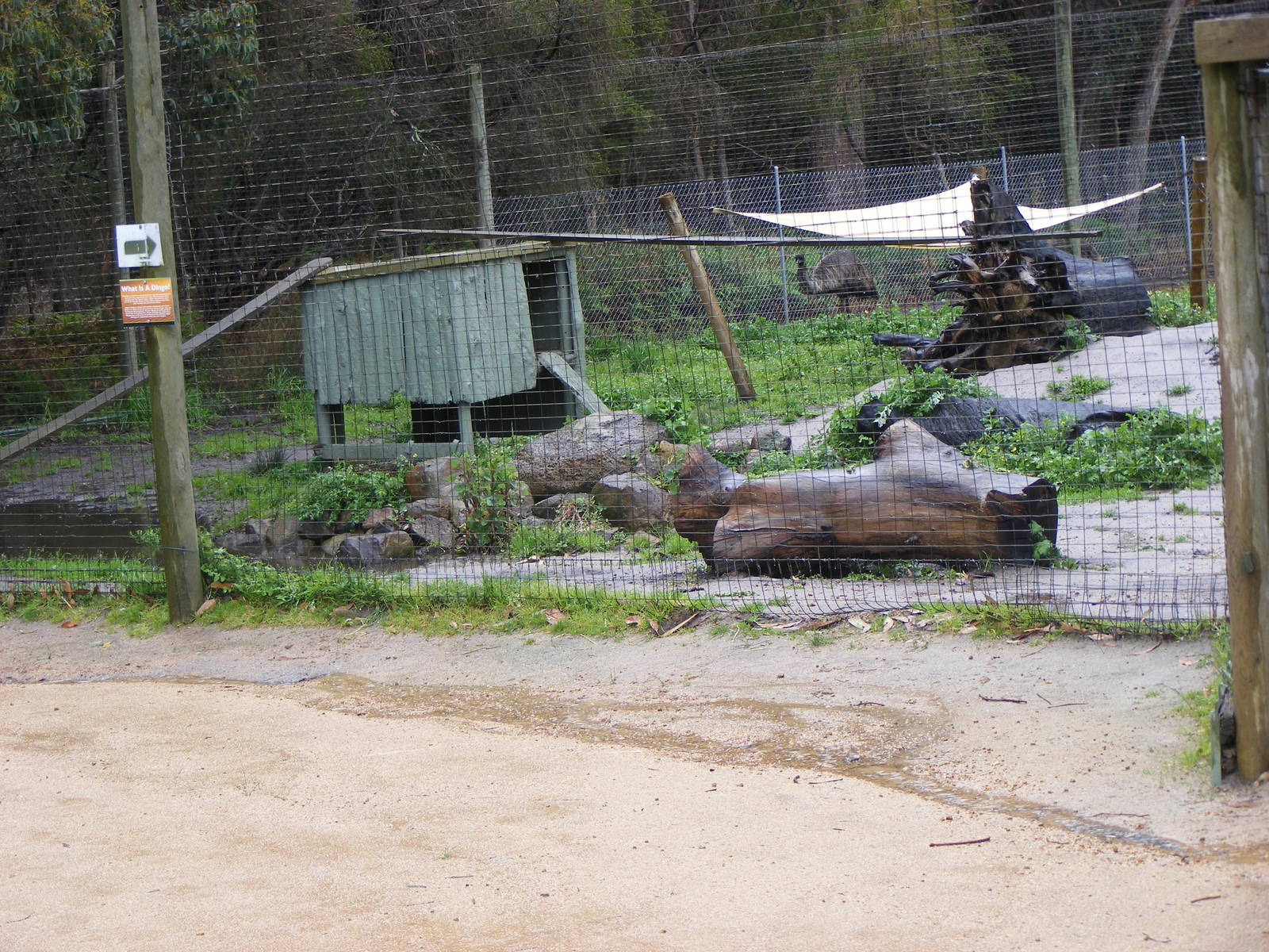 Dingo Exhibit - September, 2009