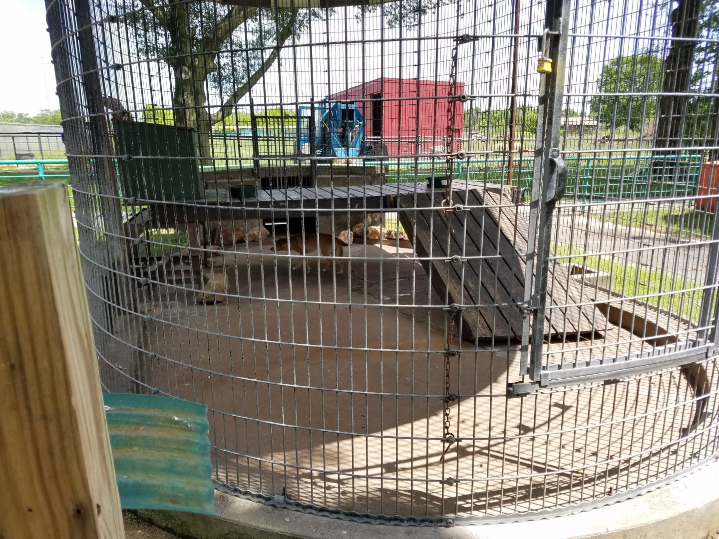 Dingo Exhibit- Wild Animal Safari Park Missouri